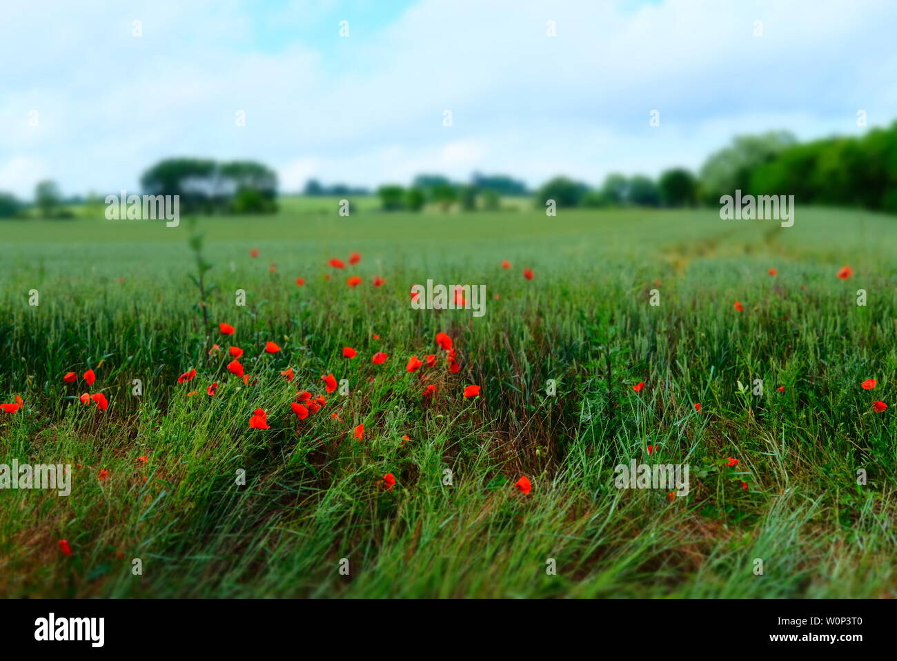 Poppies Fields France High Resolution Stock Photography and Images - Alamy
