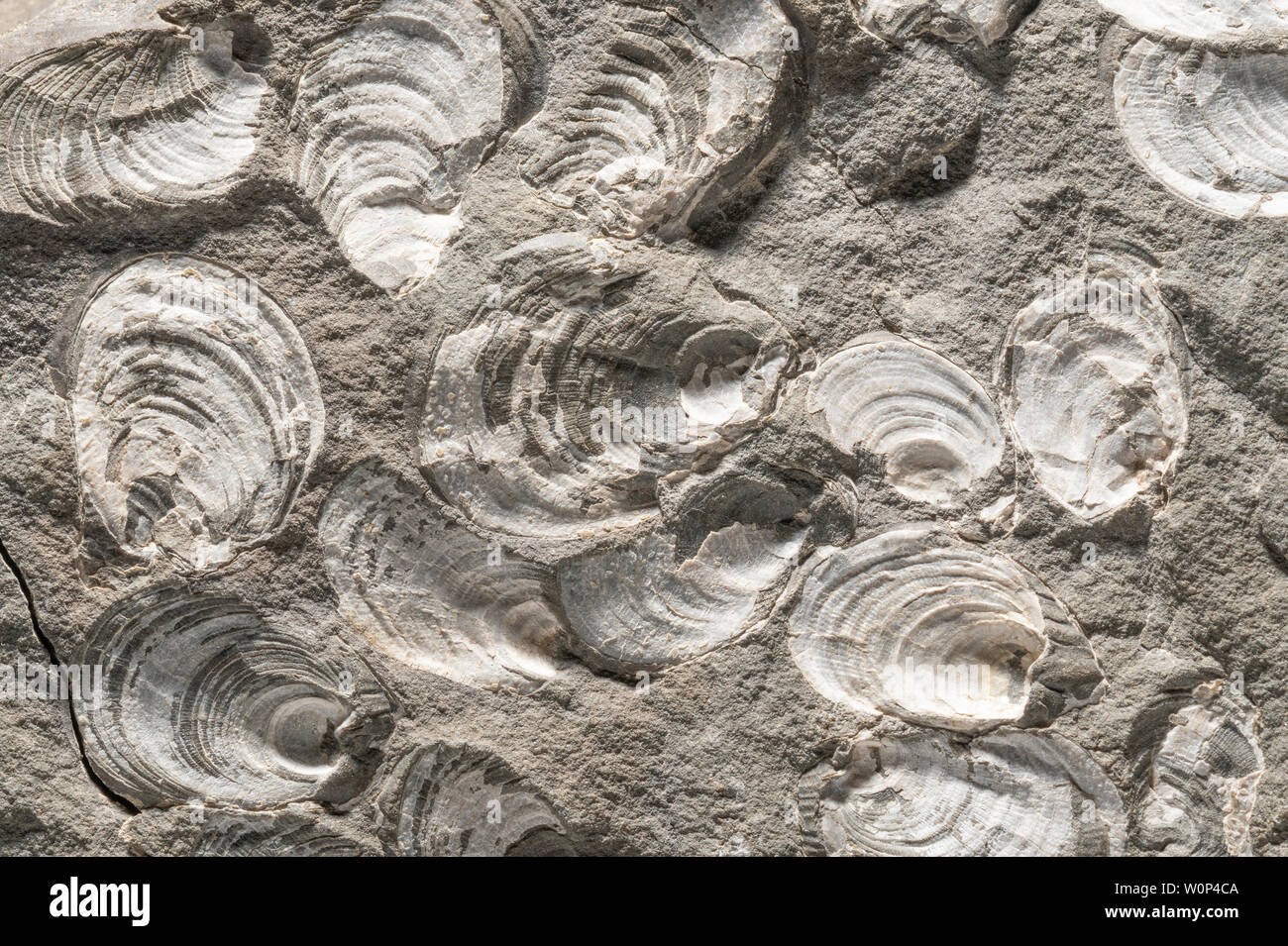 Fossilized clams, Valley of Ten Thousand Smokes, Katmai National Park, Alaska, USA, by Dominique Braud/Dembinsky Photo Assoc Stock Photo