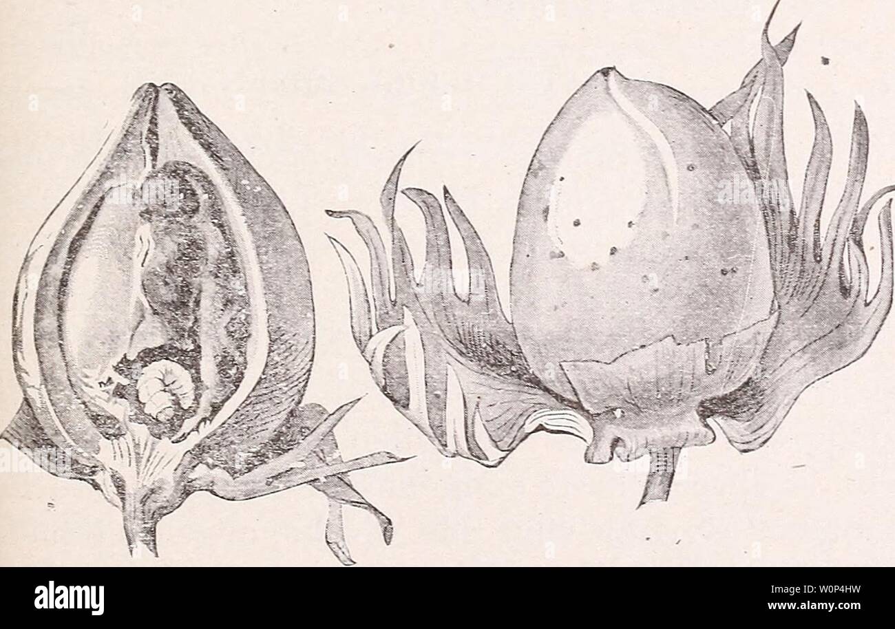 Archive image from page 8 of Der mexikanische baumwollkapsel-Russelkafer (Anthonomus grandis) Stock Photo