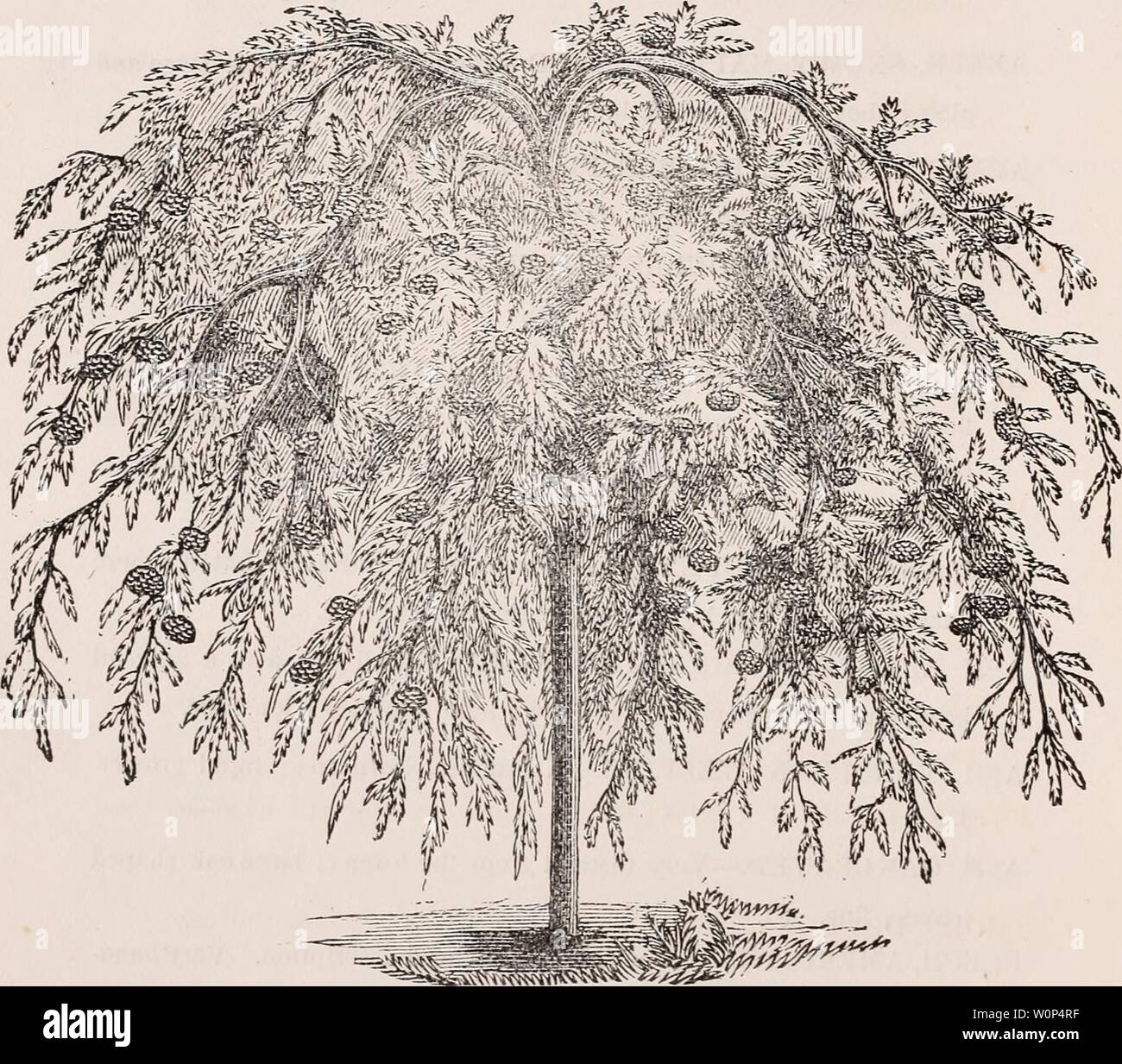 Archive image from page 9 of Descriptive catalogue of ornamental trees, Stock Photo
