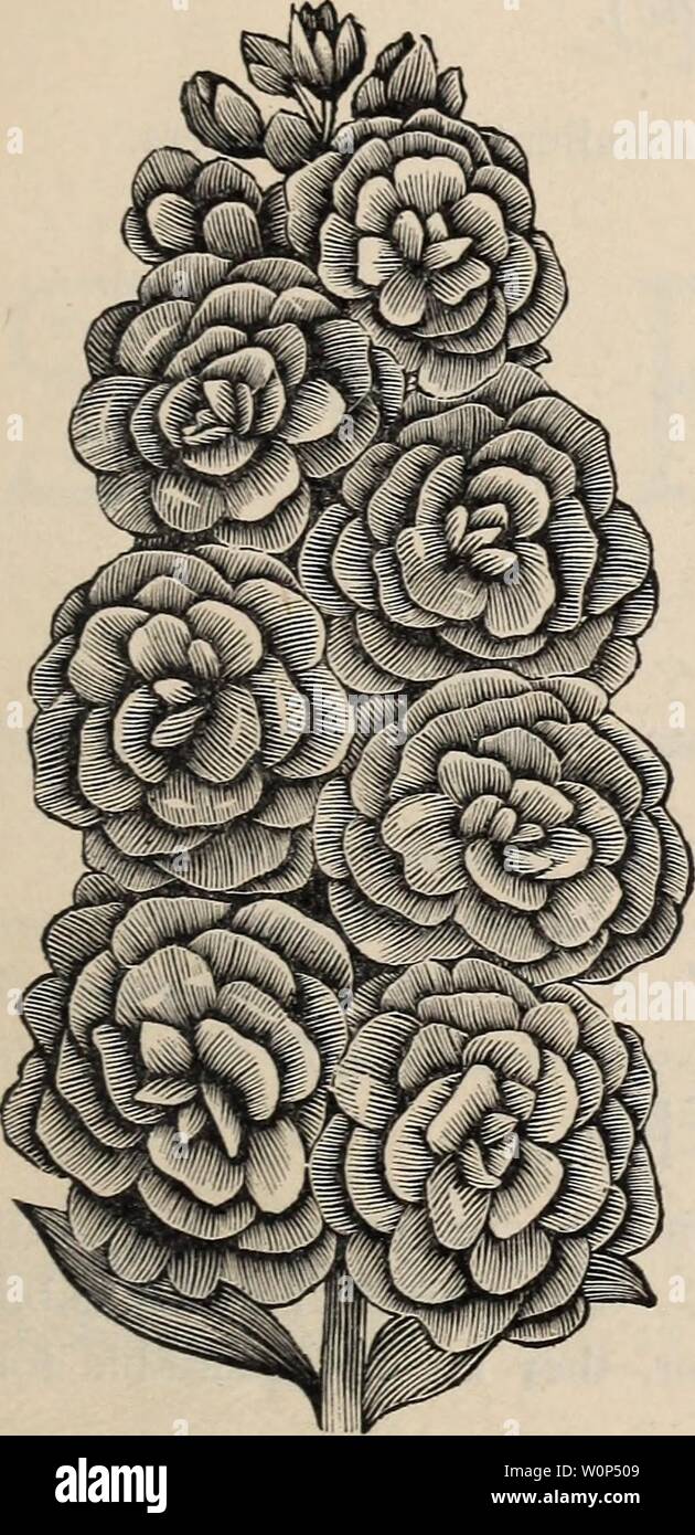 Archive Image From Page 10 Of Descriptive Catalogue For Garden And