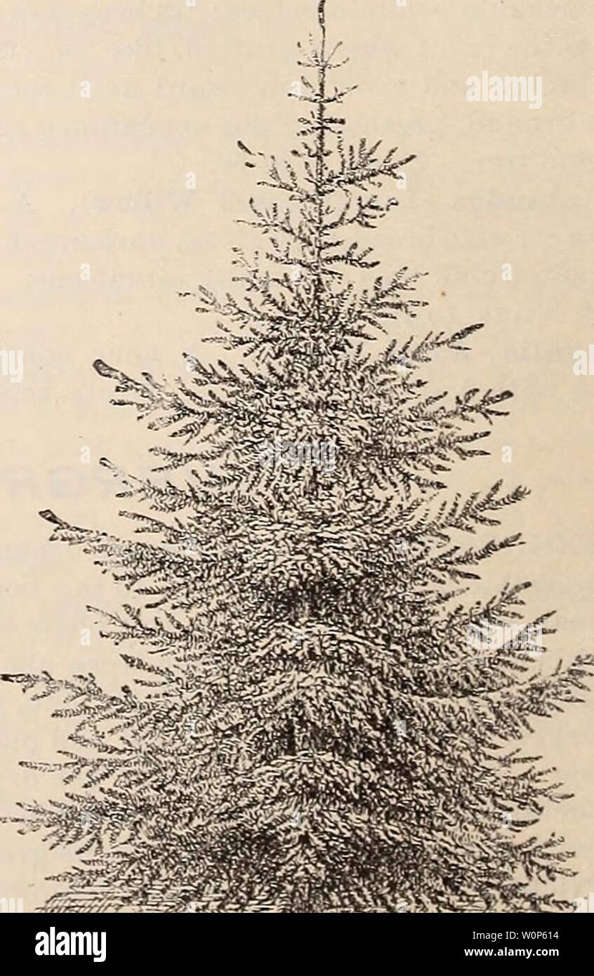 Archive image from page 15 of Descriptive catalogue of ornamental trees,. Descriptive catalogue of ornamental trees, plants, vines, fruits, etc. descriptivecatal1891will Year: 1891  ABIES CANADENSIS. (,HE;ML0CK.) ABIES balsamea (Balsam Fir, Balm of Gilead). A very pretty tree while young, but loses its beauty in a few years. 3 feet, T5c. A. canaden- sis (Hem- lock Spruce; syn., Tsuga canadensis). One of the hardiest and fastest growers; one of the most grace- ful and de- s 1 r a b 1 e evergreens for lawn or for 0 r n a- mental hed- ges. Speci- mens, 2 to 4 feet, 50 cts. to S2 each: for hedges, Stock Photo