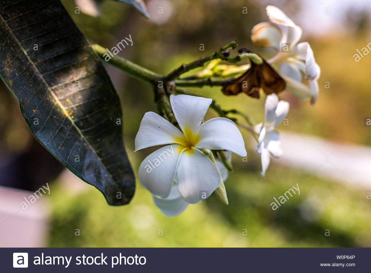 Jepun Stock Photos Jepun Stock Images Alamy