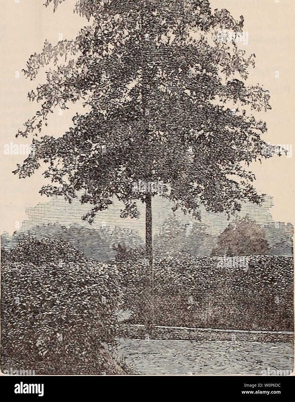 Archive image from page 17 of Descriptive catalogue of trees, shrubs,. Descriptive catalogue of trees, shrubs, vines and evergreens descriptivecatal1892thom Year: 1892  12 MEEHANS' NloRSERIES ty. It forms a large, spreading head. The leaves Quercus var. HartwiSSlana. Foliage of a-wayy are finel}' divided, and the acorns very small. Si 00 outline SI 50 (JuerCUS heterophylia. a rare native species, ' var. Louetta. The leaves are long andlanceo- with much divided leaves SI 50 , late. A beautiful variety SI 50 ' imbricaria, Laurel Oak. A beautiful kind, ; ' var. pectinata. Foliage finely divided.. Stock Photo