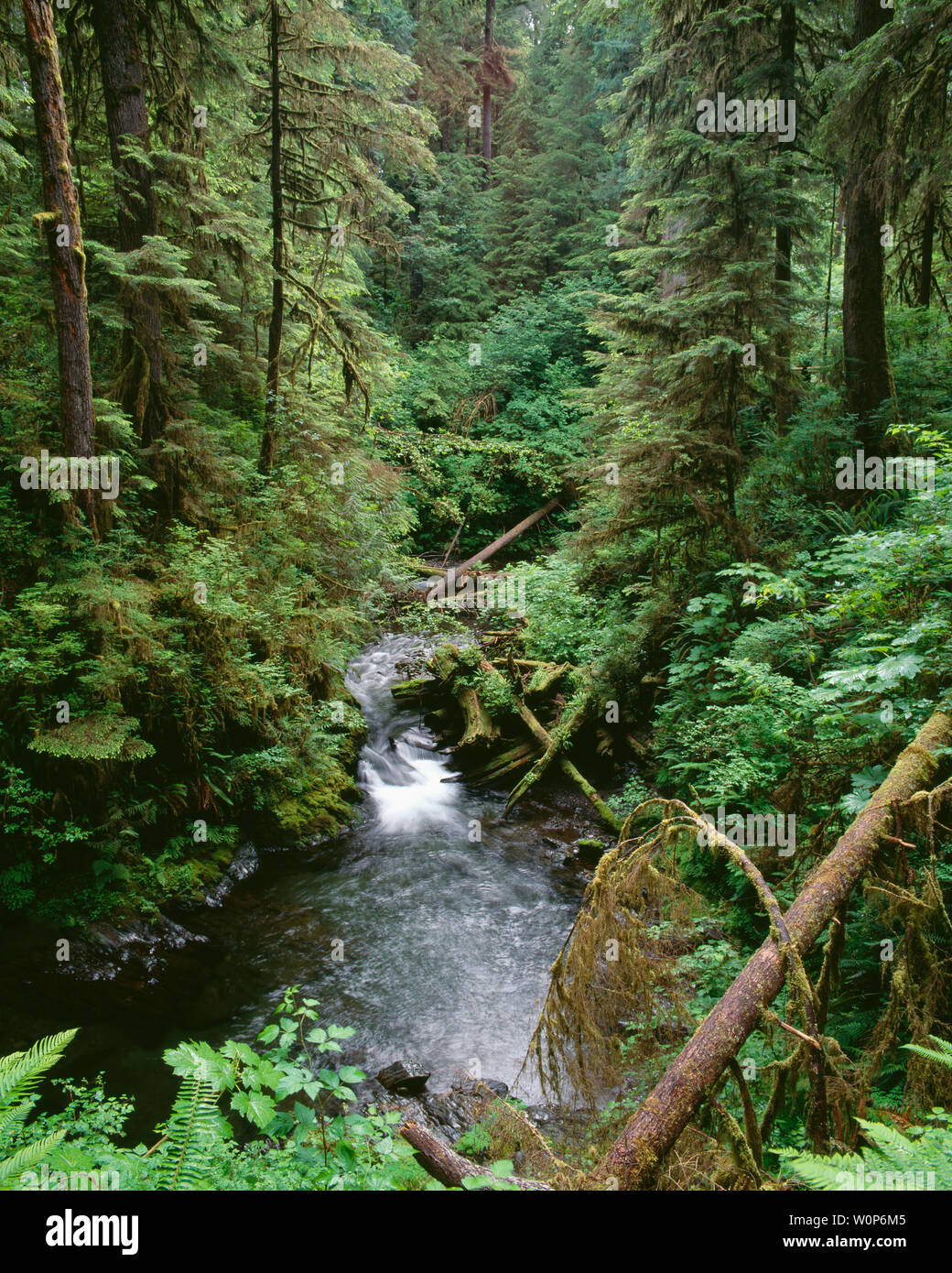 USA, Washington, Olympic National Forest, Temperate rainforest and Willaby Creek, from Quinault Nature Trail, Quinault Rain Forest. Stock Photo
