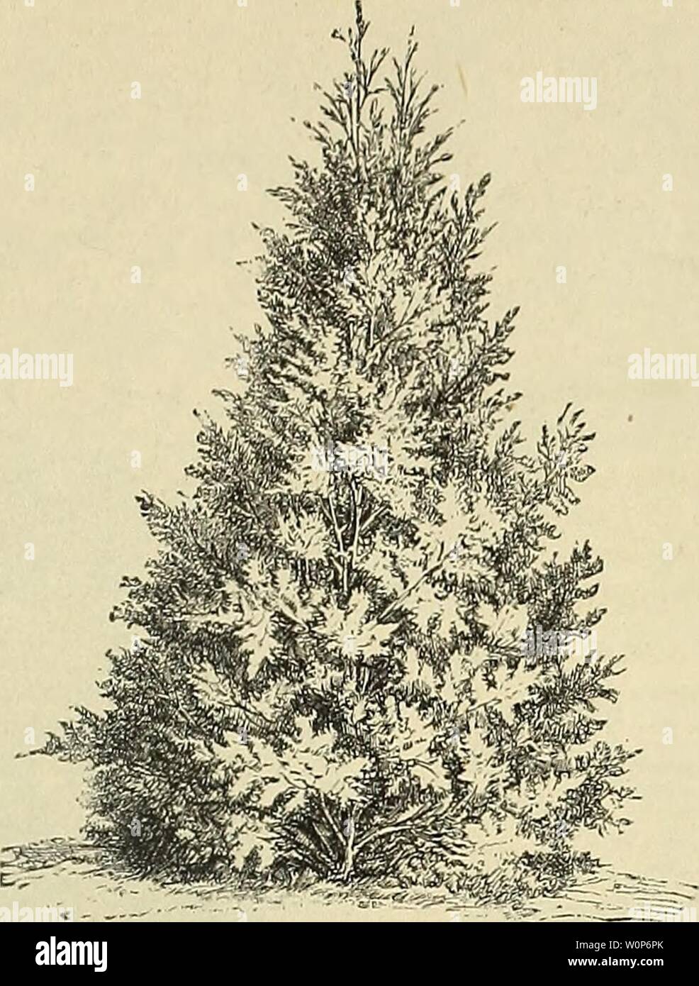 Archive image from page 18 of Descriptive catalogue of ornamental trees,. Descriptive catalogue of ornamental trees, plants, vines, fruits, etc. descriptivecatal1893moon Year: 1893  Flowering Seeds. 15    THUYA OCCIDENTALIS. THUYA occidentalis compacta (Parson's Compact Arbor-vitae). Dwarf, dense habit; grows three or four feet high; one of the best for cemeteries, be- ing of very neat habit. 50 cts. T. o. cristata (Crested Arbor-vitae). Singular and pretty while young. 75 cts. T. o. ericoides (Heath Arbor-vitae). A low bush, closely resembling the heaths of Eui'ope, with soft feathery foliage Stock Photo