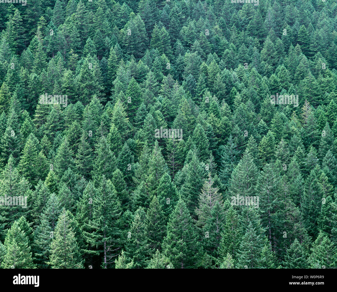 USA, Washington, Olympic National Forest, Old growth conifers forest comprised primarily of Douglas fir from the drier east side of Olympic Peninsula. Stock Photo