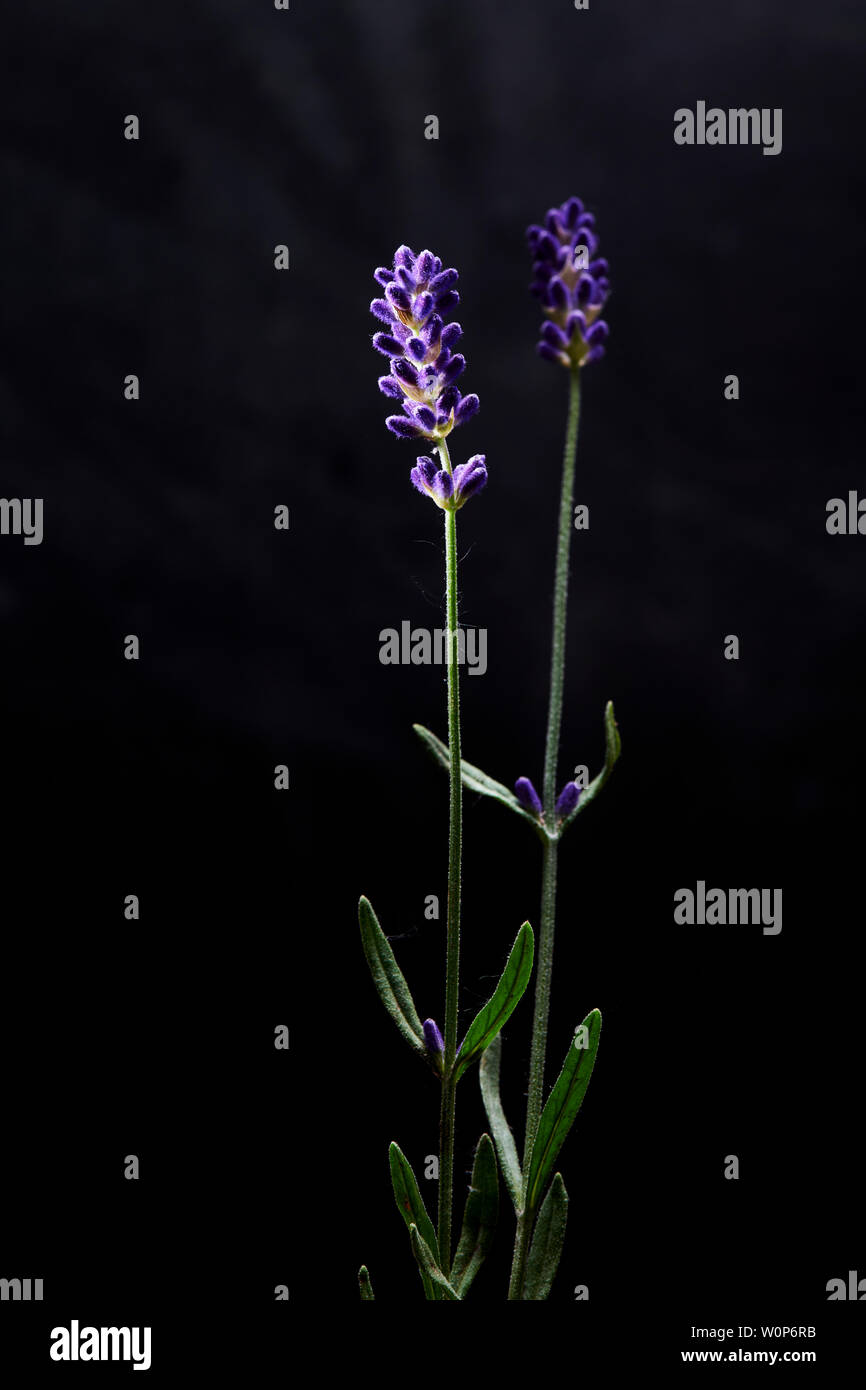 People Pleaser Top- Lavender main image 1