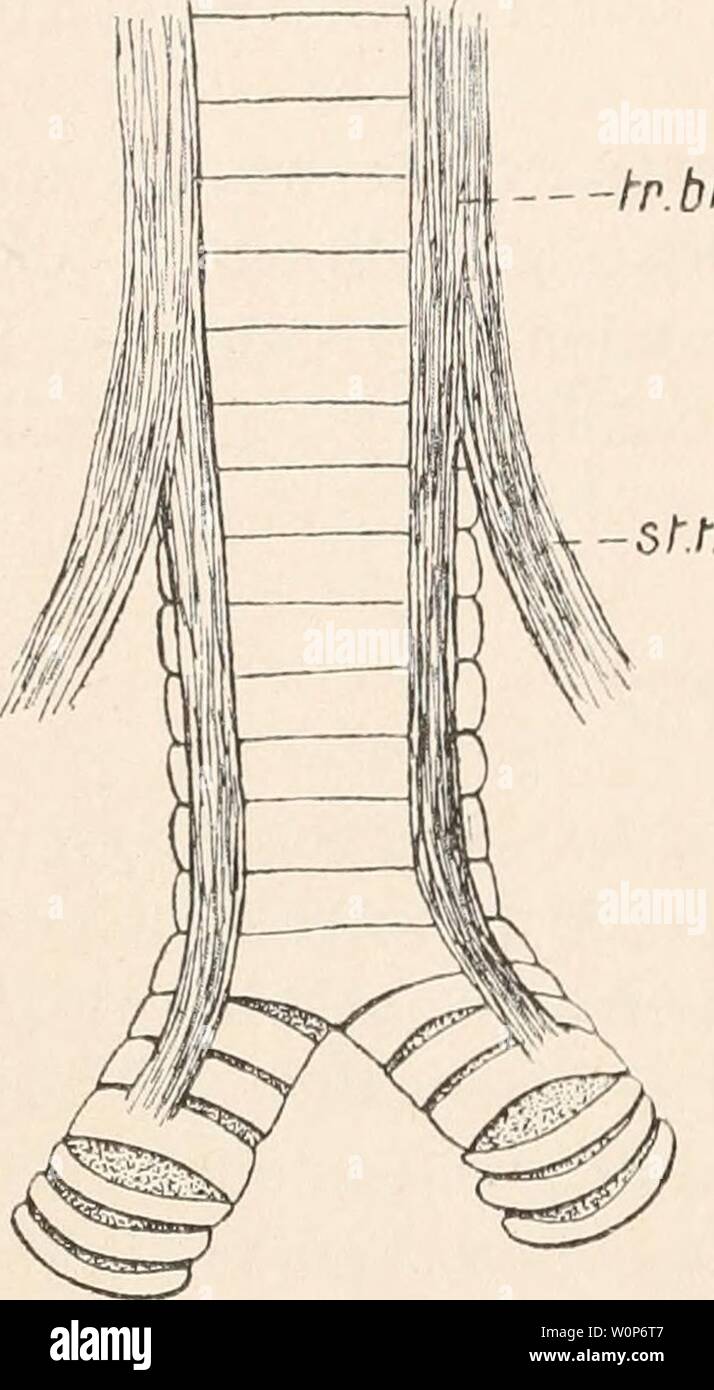 Wie Ein Vogel High Resolution Stock Photography And Images Alamy