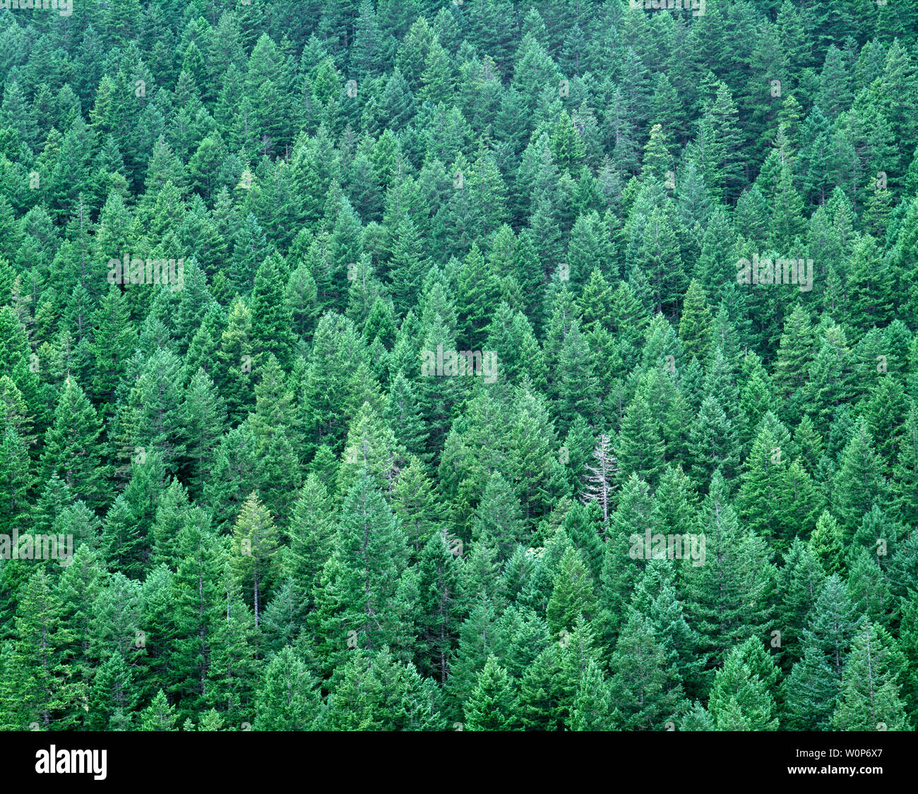 USA, Washington, Olympic National Forest, Old growth conifers forest comprised primarily of Douglas fir from the drier east side of Olympic Peninsula. Stock Photo