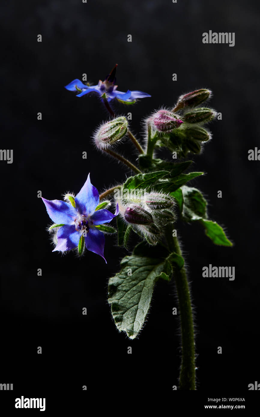 Borage pimms hi-res stock photography and images - Alamy