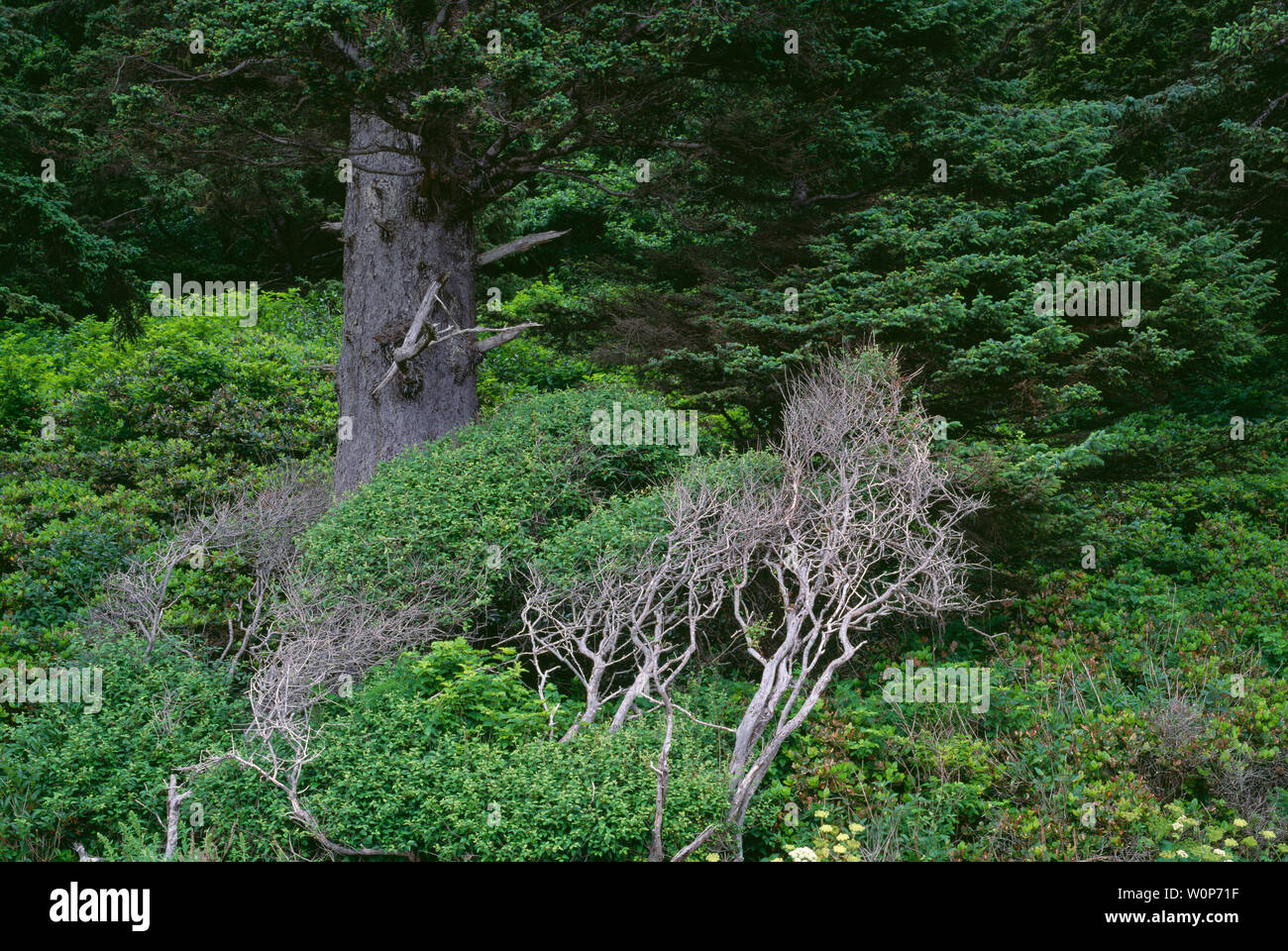 USA, Washington, Olympic National Park, Seaside coastal forest of Sitka spruce grows along shoreline at Rialto Beach. Stock Photo