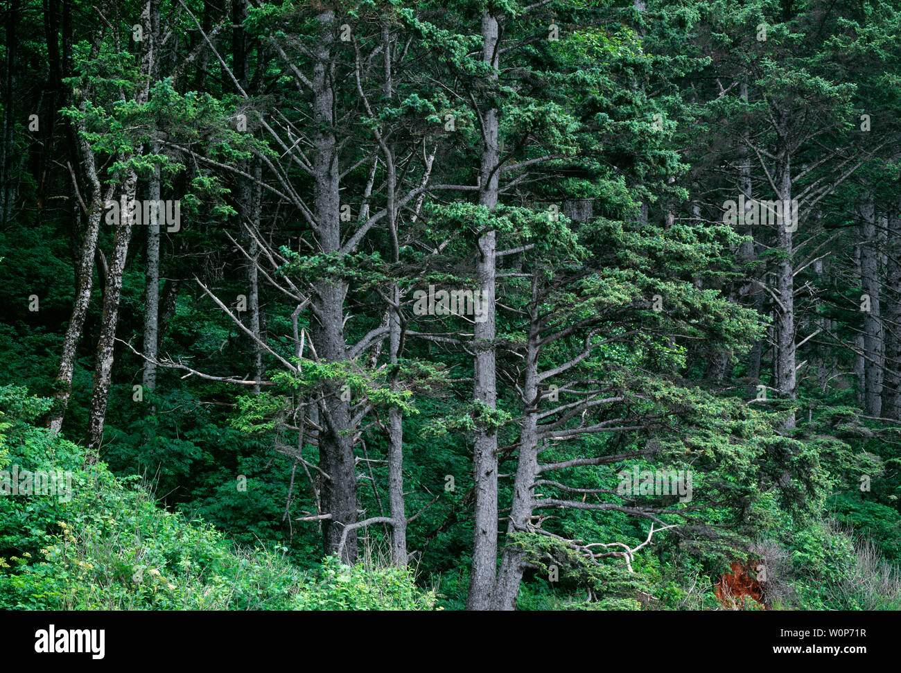 USA, Washington, Olympic National Park, Seaside coastal forest of Sitka spruce grows along shoreline at Rialto Beach. Stock Photo