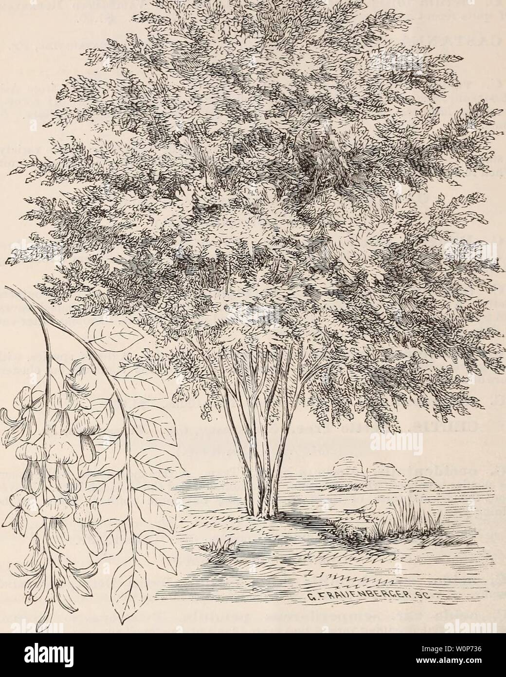 Archive image from page 19 of Descriptive catalogue of ornamental trees,. Descriptive catalogue of ornamental trees, shrubs, roses, flowering plants, &c descriptivecatal1875ellw Year: 1875  16 ELLWANGER d: BARRY'S CATALOGUE.    :,,=.-';5''5'&gt;'V'i?, .c»&lt;2, -73 CLADASTRIS TINCTORIA. Sljll. VIRGTLEA LUTEA, (Yellow Wood.) O. Sieboldii rubra plena. Siebold's Double Eed-floweking Cheery. $1.00. The last two are said to be remarkable varieties from Japau. Flowers large and fine. CERCIS. Judas' Tree, or Red Bud. Judas BAmr, Gar. Gainier, Fr. {Ndt. Ord. Fabaceje.) A very ornamental native tree, Stock Photo