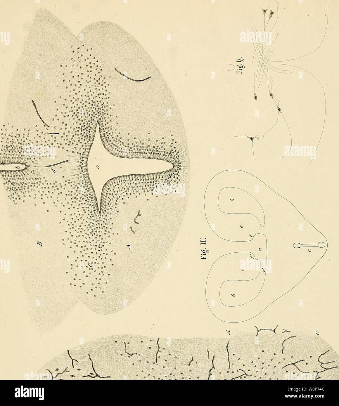 Archive image from page 20 of Der Bau des centralen Nervensystemes Stock Photo