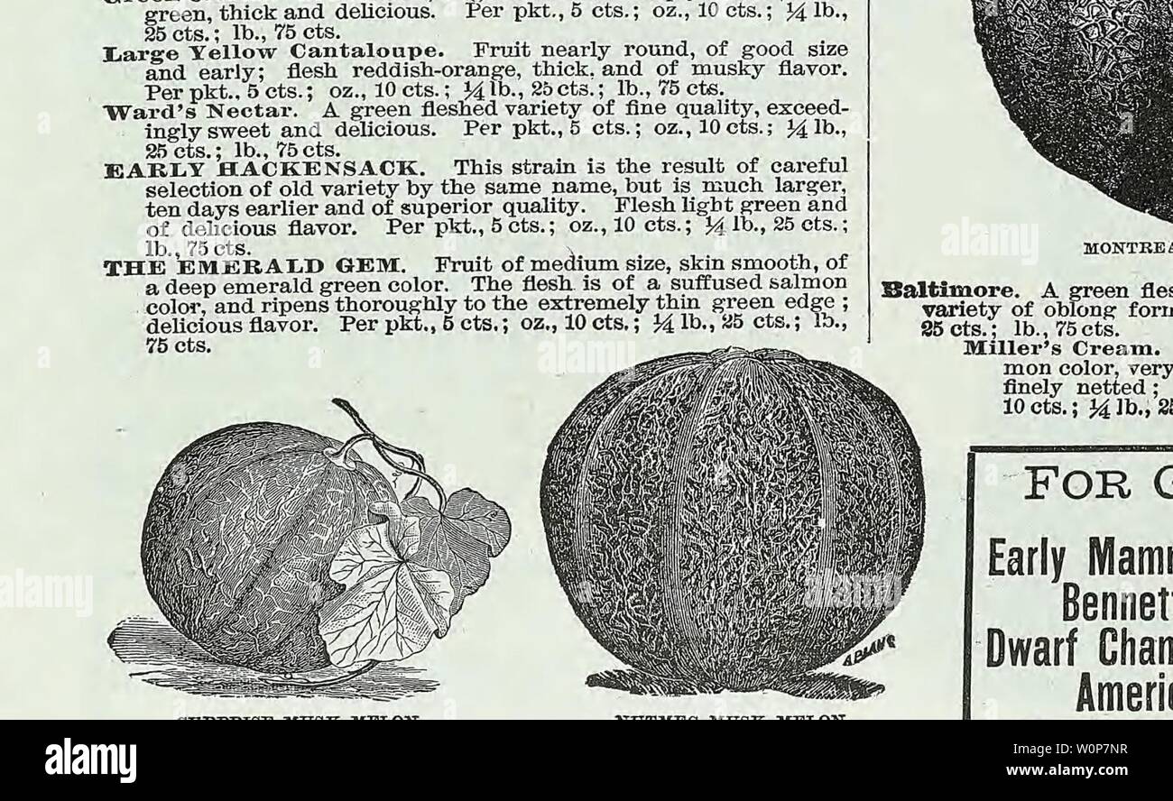 Archive image from page 21 of Descriptive catalogue of vegetable, flower, Stock Photo