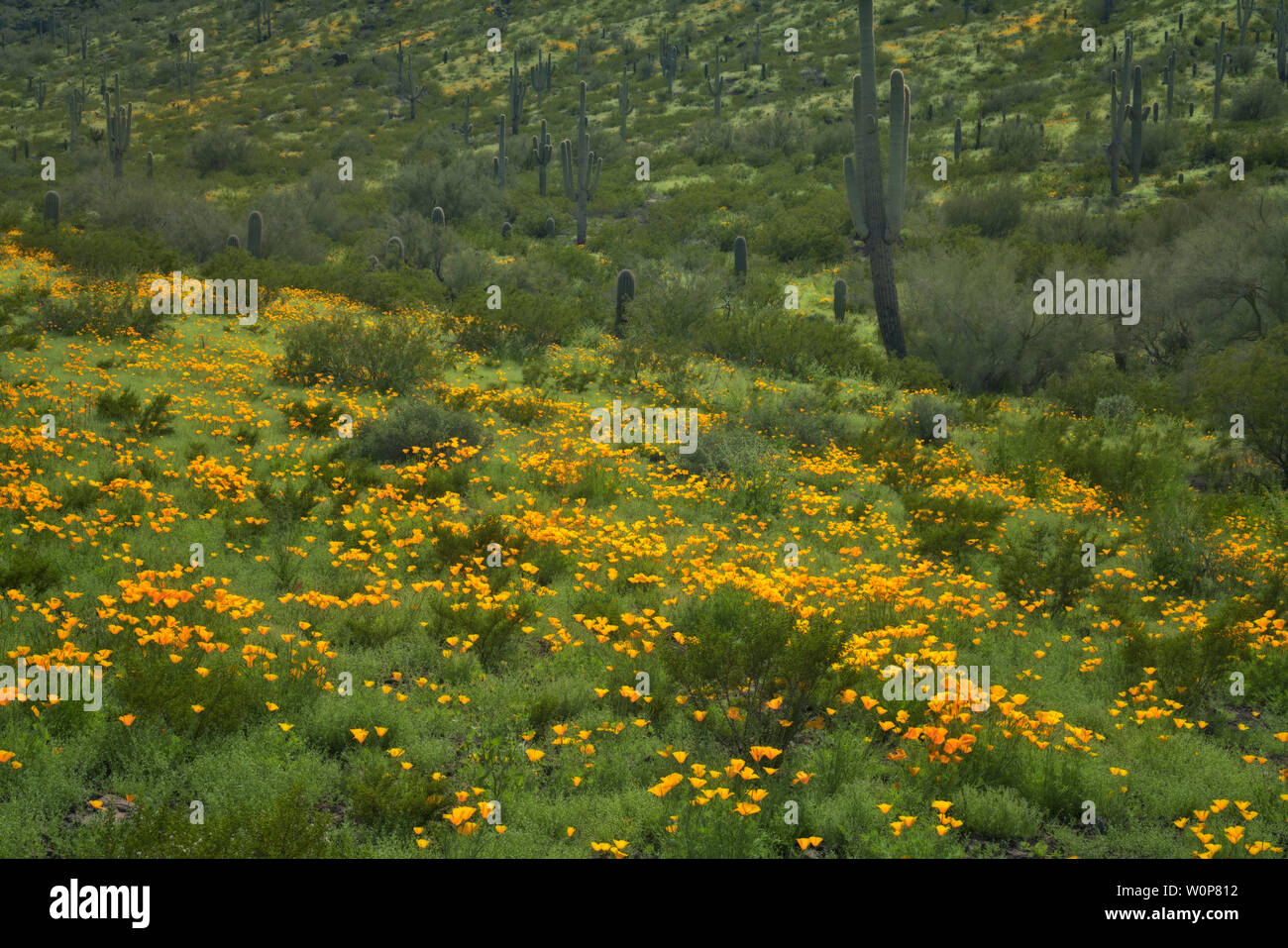 Winter El Nino rains create a Super Spring Bloom of Mexican poppies in southern Arizona’s Picacho Peak State Park. Stock Photo