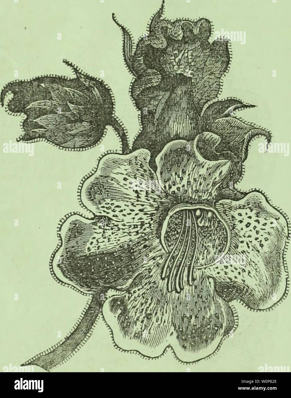 Archive image from page 22 of Descriptive catalogue of flower seeds, Stock Photo