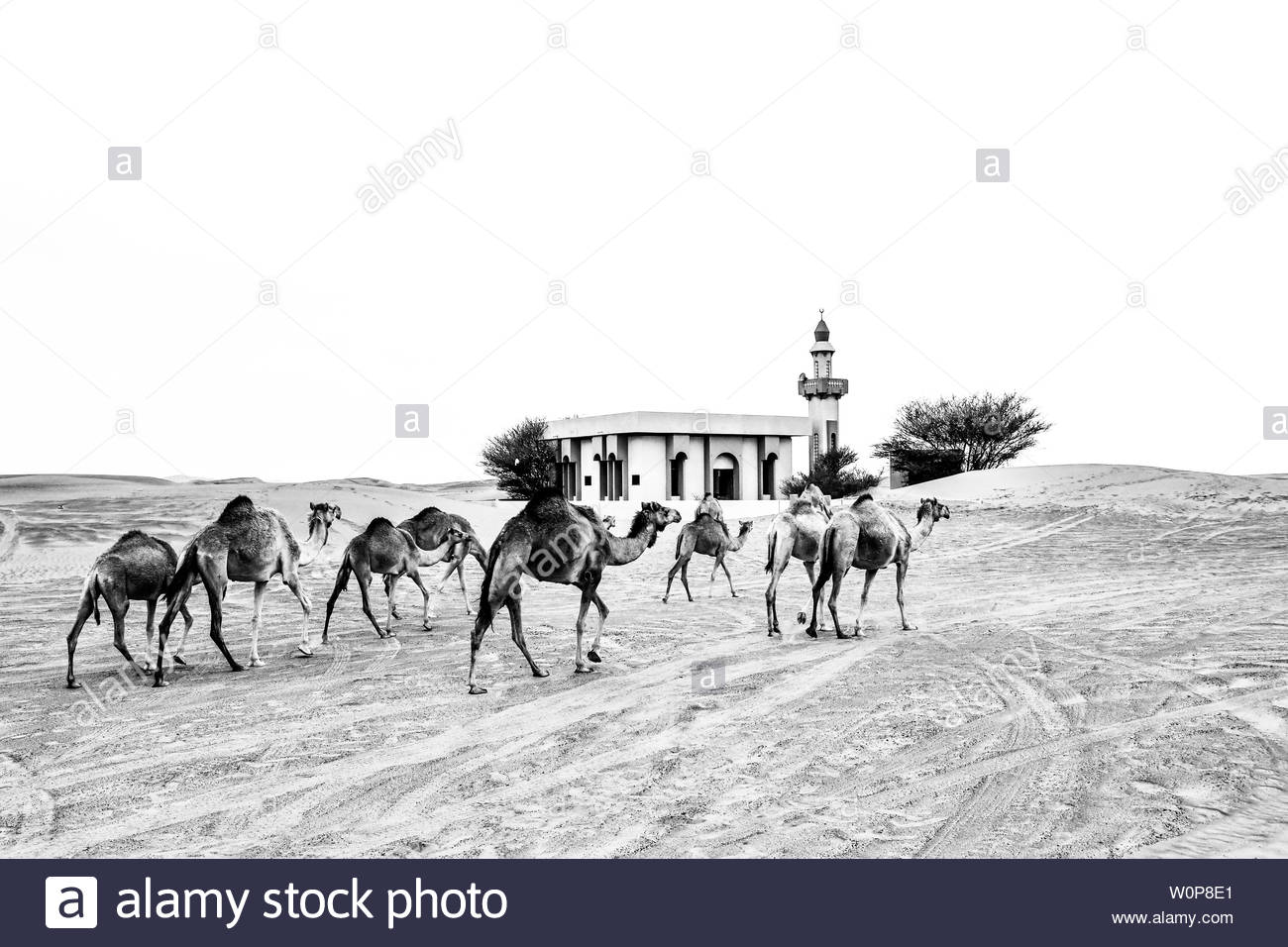 Camels Black and White Stock Photos & Images - Alamy