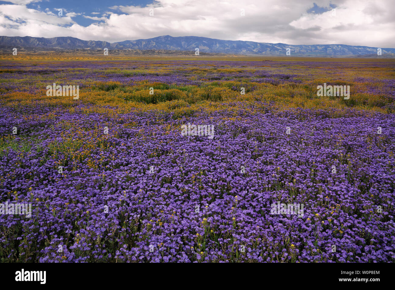 Hillside daisies carpet California’s Carrizo Plain National Monument during the spring Super Bloom of 2019. Stock Photo