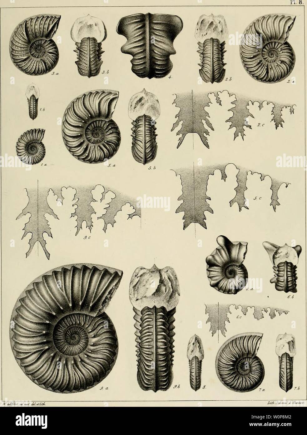 Archive image from page 24 of Description des mollusques fossiles qui. Description des mollusques fossiles qui se trouvent dans les grès verts des environs de Genève descriptiondesmo01pict Year: 1847-1853  • tu Tm.iellûÂ. Fi. 1. Aiunionites Colliidoiii Fici 'Z. 3. 4 et 5. A. cristatus. Fiô 7, S et 9. A.Bouchardianus. Fio. 6. A. cornutus. Stock Photo