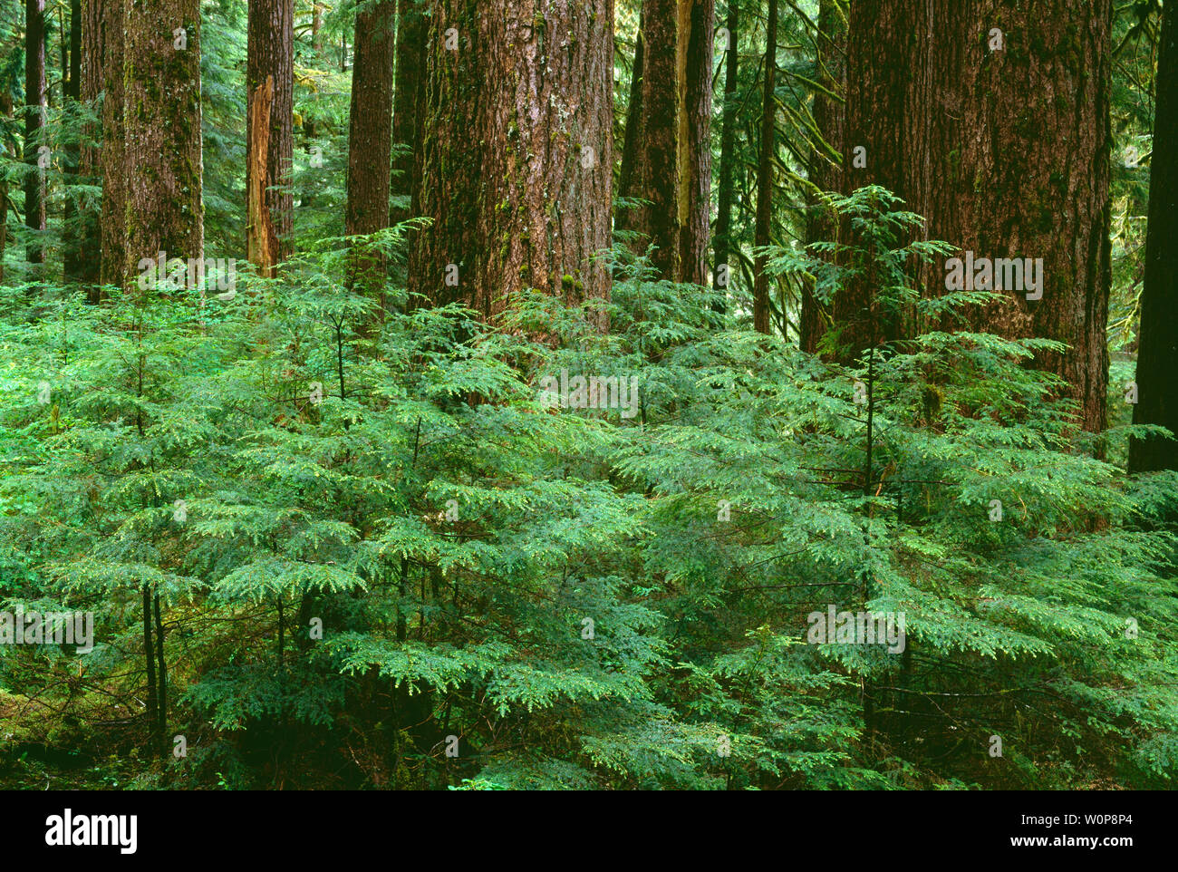 USA, Washington, Olympic National Park, Rain forest with young western hemlock saplings beneath large trunks of mature western hemlock, Sol Duc Valley Stock Photo