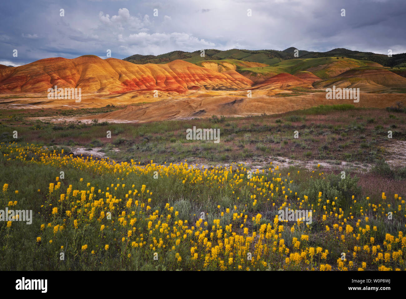 A rare super bloom of spring bee flowers and chaenactis on the slopes of the Painted Hills in central Oregon’s John Day Fossil Beds National Monument. Stock Photo