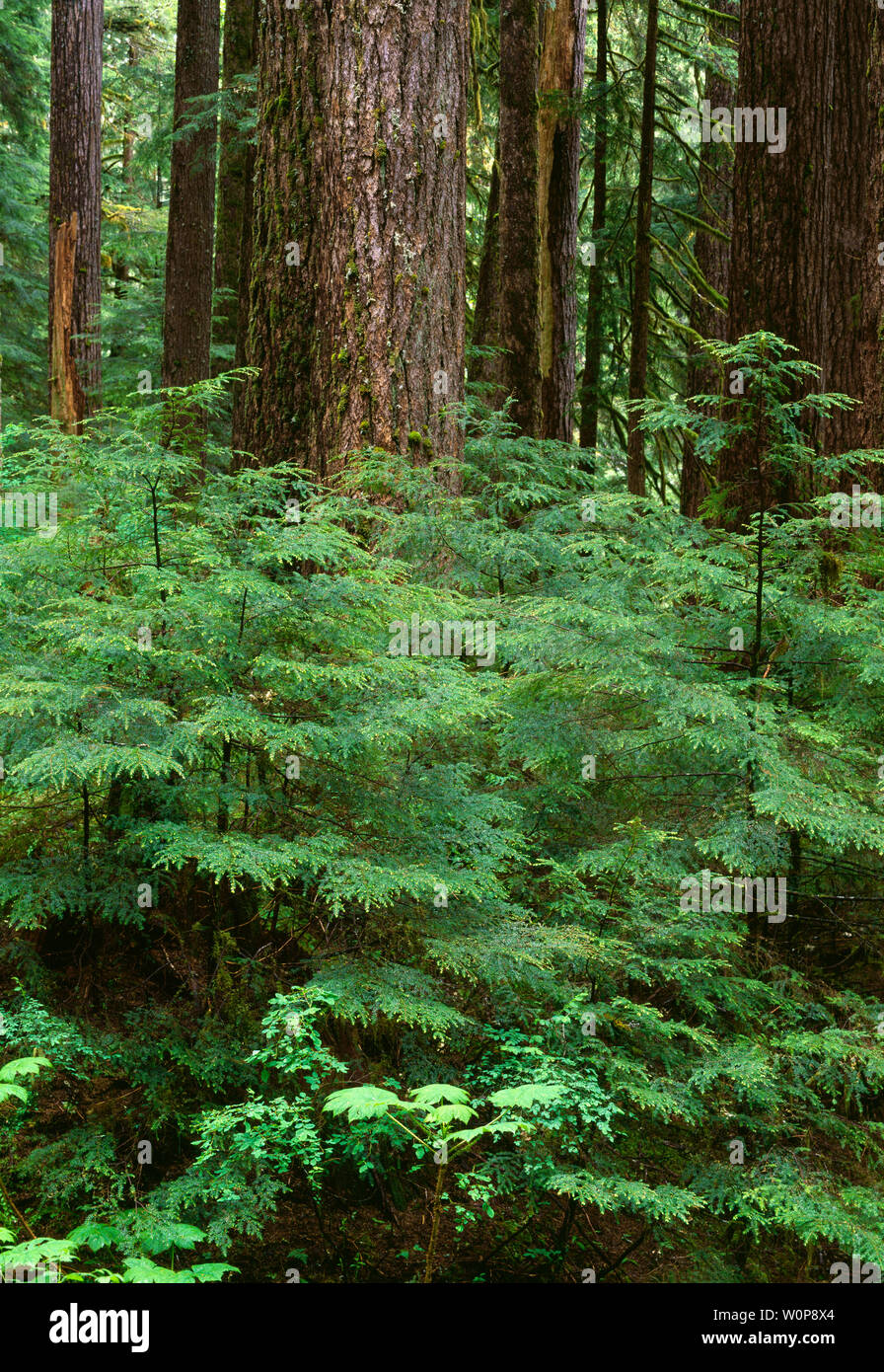 Sapling and mature tree hires stock photography and images Alamy