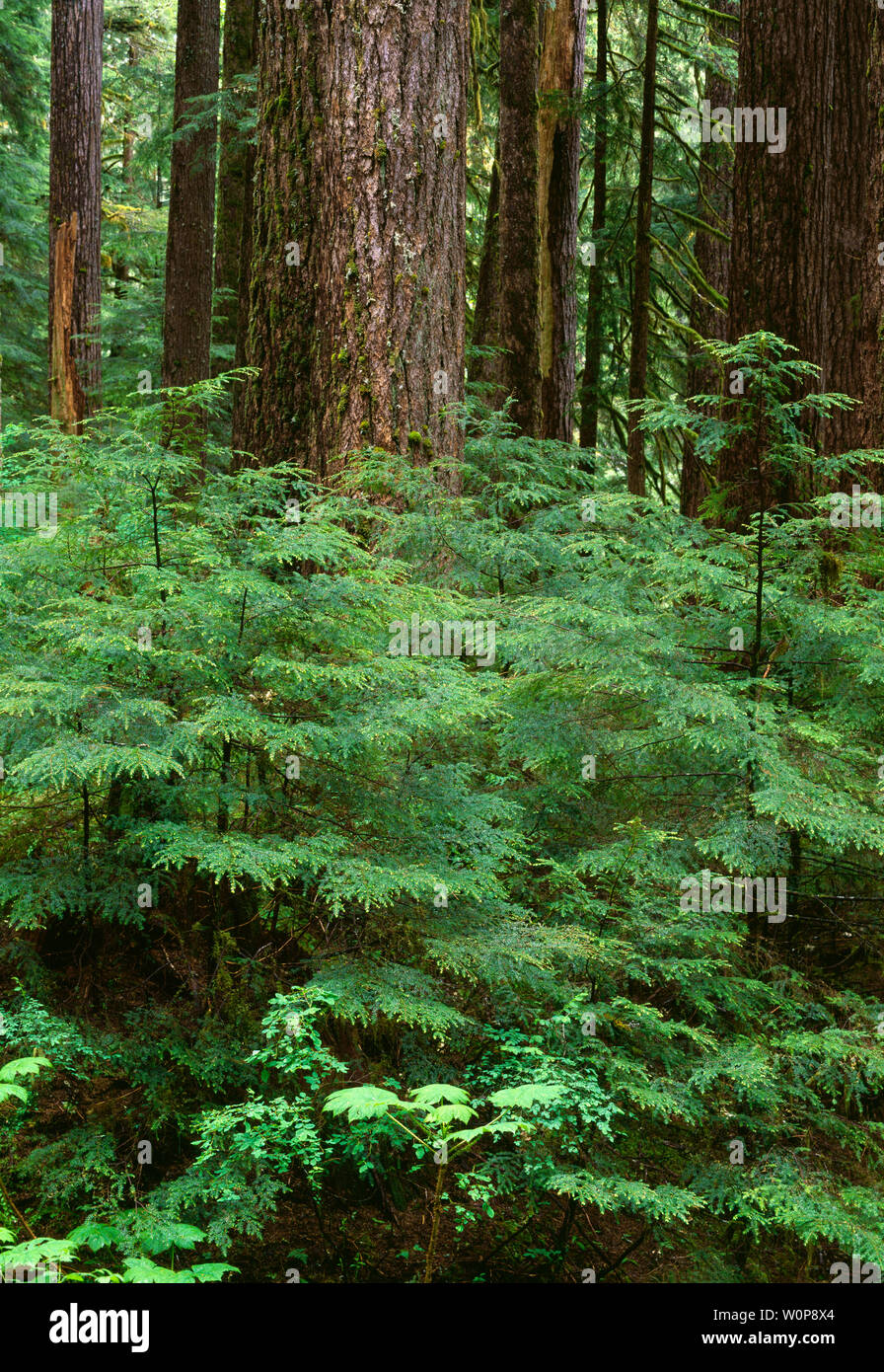 USA, Washington, Olympic National Park, Rain forest with young western hemlock saplings beneath large trunks of mature western hemlock, Sol Duc Valley Stock Photo