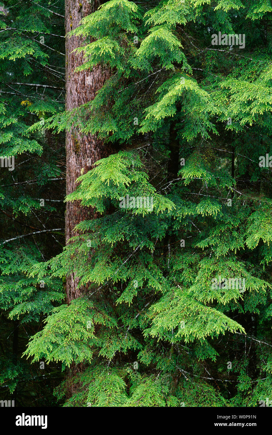 USA, Washington, Olympic National Park, Trunk and layered branches of  western hemlock (Tsuga heterophylla) in Sol Duc Valley. Stock Photo
