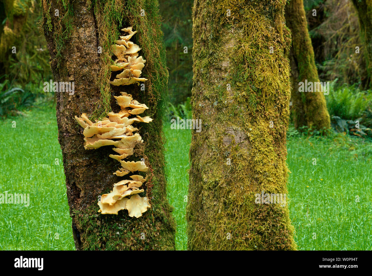 USA, Washington, Olympic National Park, Oyster mushroom  along with mosses grow on trunk of a dead alder tree; Hoh Rain Forest. Stock Photo