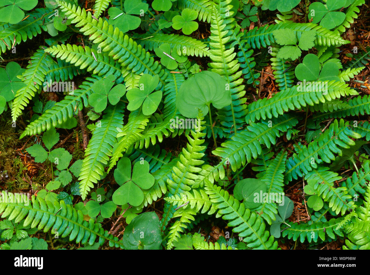 USA, Washington, Olympic National Park, Deer fern, wood sorrel and wild ginger crowd the forest floor; Hoh Rain Forest. Stock Photo