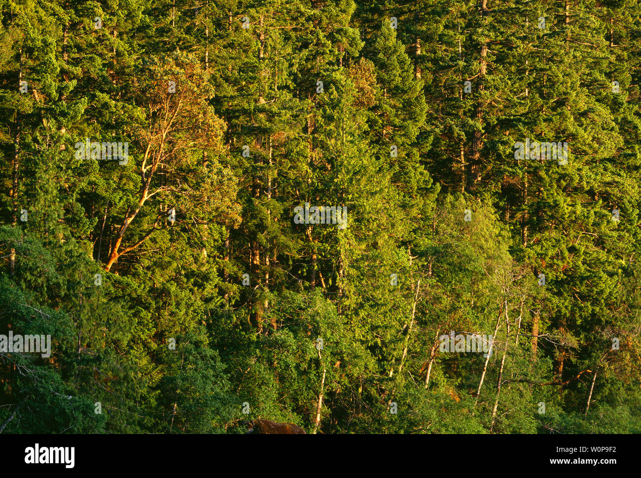 USA, Washington, Olympic National Park, Evening light highlights conifers above Lake Crescent. Stock Photo