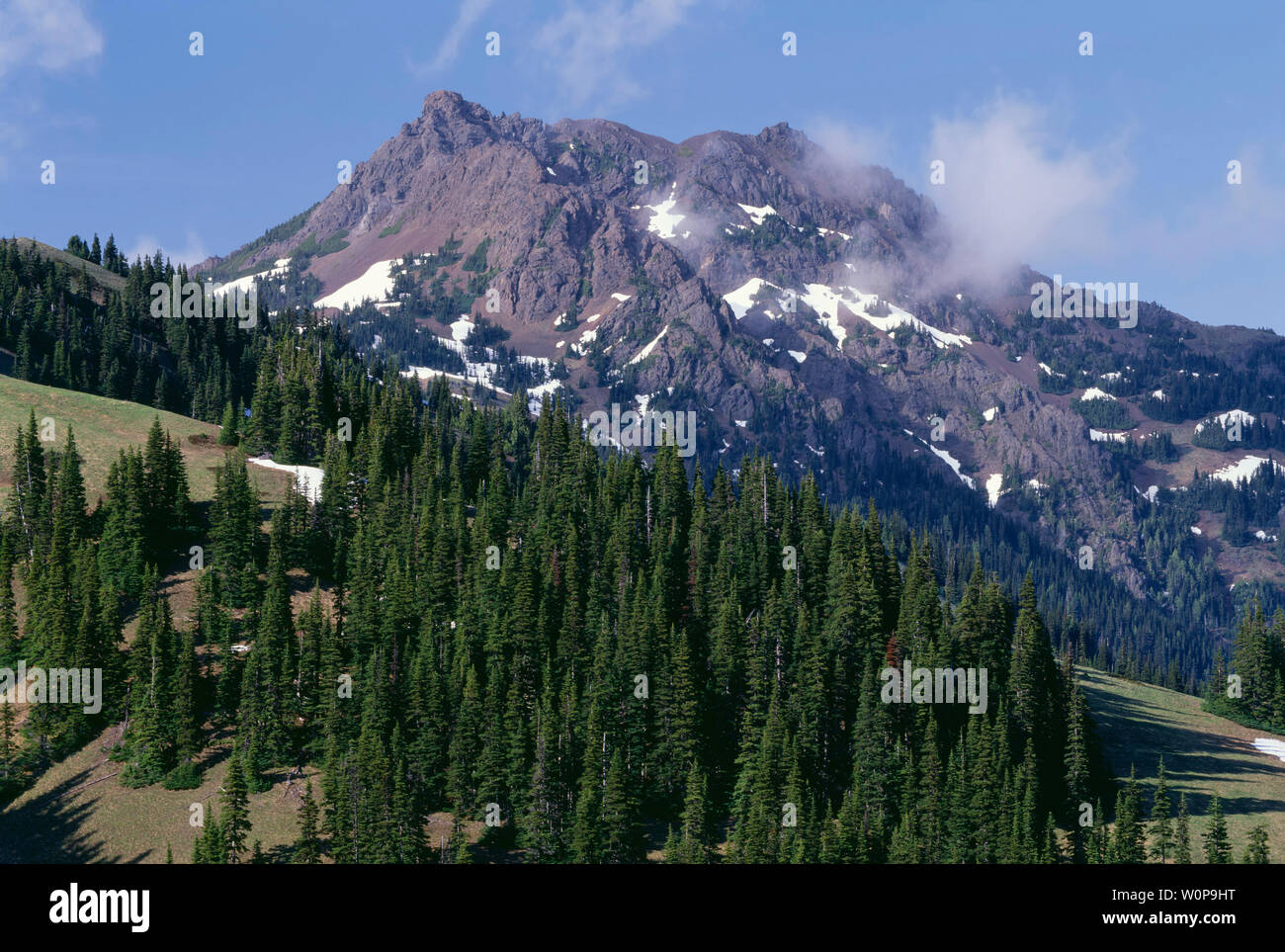 USA, Washington, Olympic National Park, Mt. Angeles rises beyond forest of subalpine fir in evening. Stock Photo