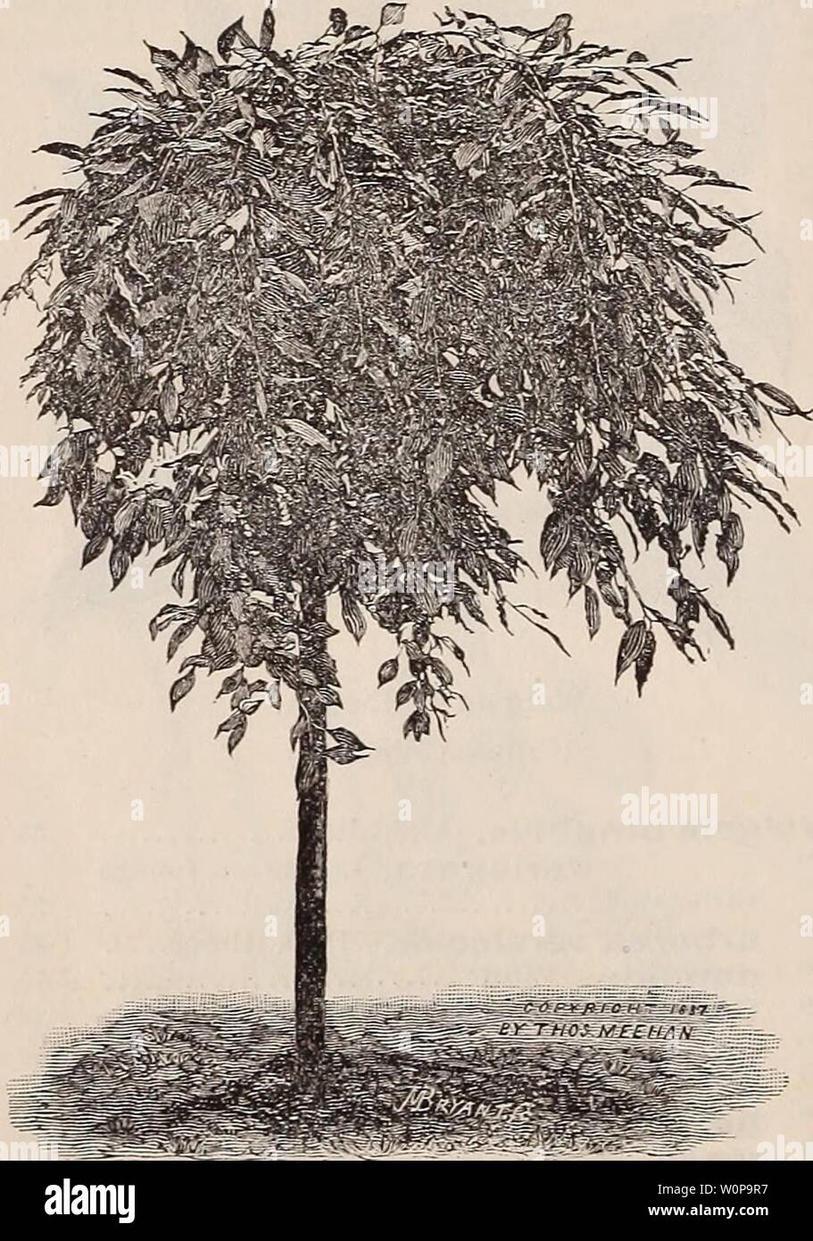Archive image from page 27 of Descriptive catalogue of trees, shrubs,. Descriptive catalogue of trees, shrubs, vines and evergreens descriptivecatal1892thom Year: 1892  Weeping    Cerasus serotina pendula. (Weeping Wild Cherry.) Trees. Ash, Fraxinus excelsior pendula. Green barked SI 25 ' Fraxinus excelsior pendula aurea. Golden Barked SI 25 ' Fraxinus excelsior lenticifolia pen- dula SI 25 These form wide heads, in time allowing of the use of seats under them if desired, or they can be pruned to form more compact tops. Beech, Fagus sylvatica pendula Si oo This has the shining green leaves of Stock Photo