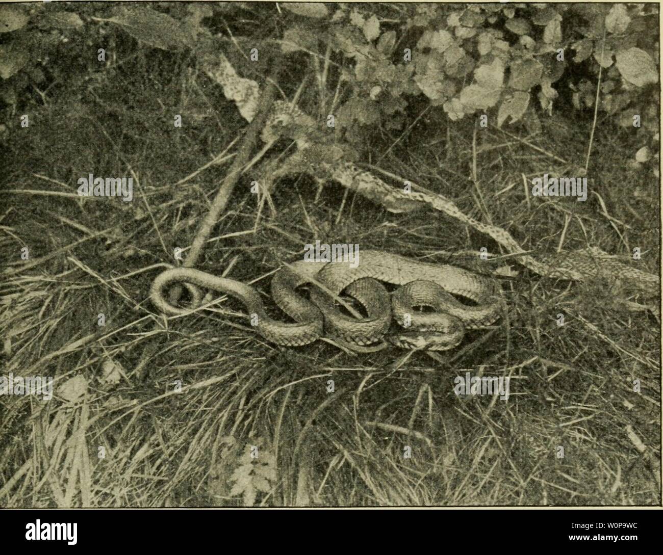 Archive image from page 28 of Der deutschen Heimat Kriechtiere und. Der deutschen Heimat Kriechtiere und Lurche derdeutschenheim00zimm Year: 1908  — 19    Tropidonotus natrix (L.) Ringelnatter gehäutet Die Schlange wurde etwa 2 m von der HäutnngssteUe entfernt angetroffen, nach dieser zurückgetrieben und hier mit der ab- gestreiften Haut photographiert unverletzt geblieben waren, und die in diesem Zustande noch mehrere Wochen lebte. Sämtliche Schlangen sind ausgesprochene Raub- tiere. Ihre Nahrung besteht im Freien ausschliesslich aus lebenden Tieren und nur in der Gefangenschaft lassen sich e Stock Photo