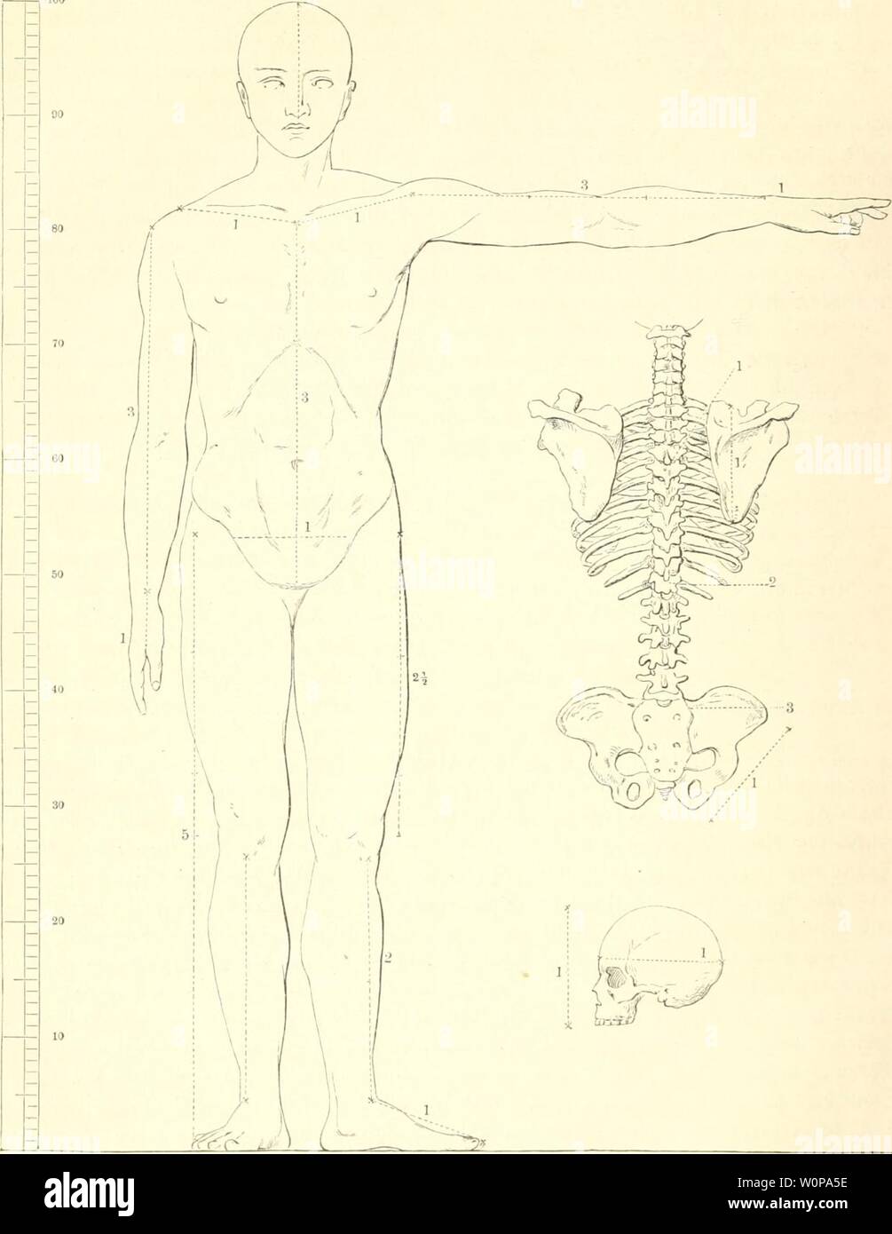 Archive image from page 29 of Der Mensch (1886-). Der Mensch dermensch01rankuoft Year: 1886-  2{tr(5iisi'ß Ü5erii(f;t über 33au imb 3]erricr;tungen be§ SOIenfcfjenf'örperä.    /tnnon ber inciifdjüen cflnlt (nad) (Sani§:3Jicti(5c!). SDie !p,diUn nn b.r 5'3'r utib beii Sleletleilcn bcjicljen fid) auf bie »oii 6atu§ aufsieftetite 'DJiafjeintjeit = 1 Modulus. ftär!erm rabe, fo bQ{3 fdjliefsHcI) bei ben (iTroad;[cncu bciberlei 0e)d)fed;tCio bie unter bem 9iabel Uegenbe .örperpartie um äiüei aubläiujen ( 2 Modulus, ca. 36 cm) läuöer ift oI§ bie obere. ®ie lonbläufige älieinung, ba ber 9cabcl aud; be Stock Photo