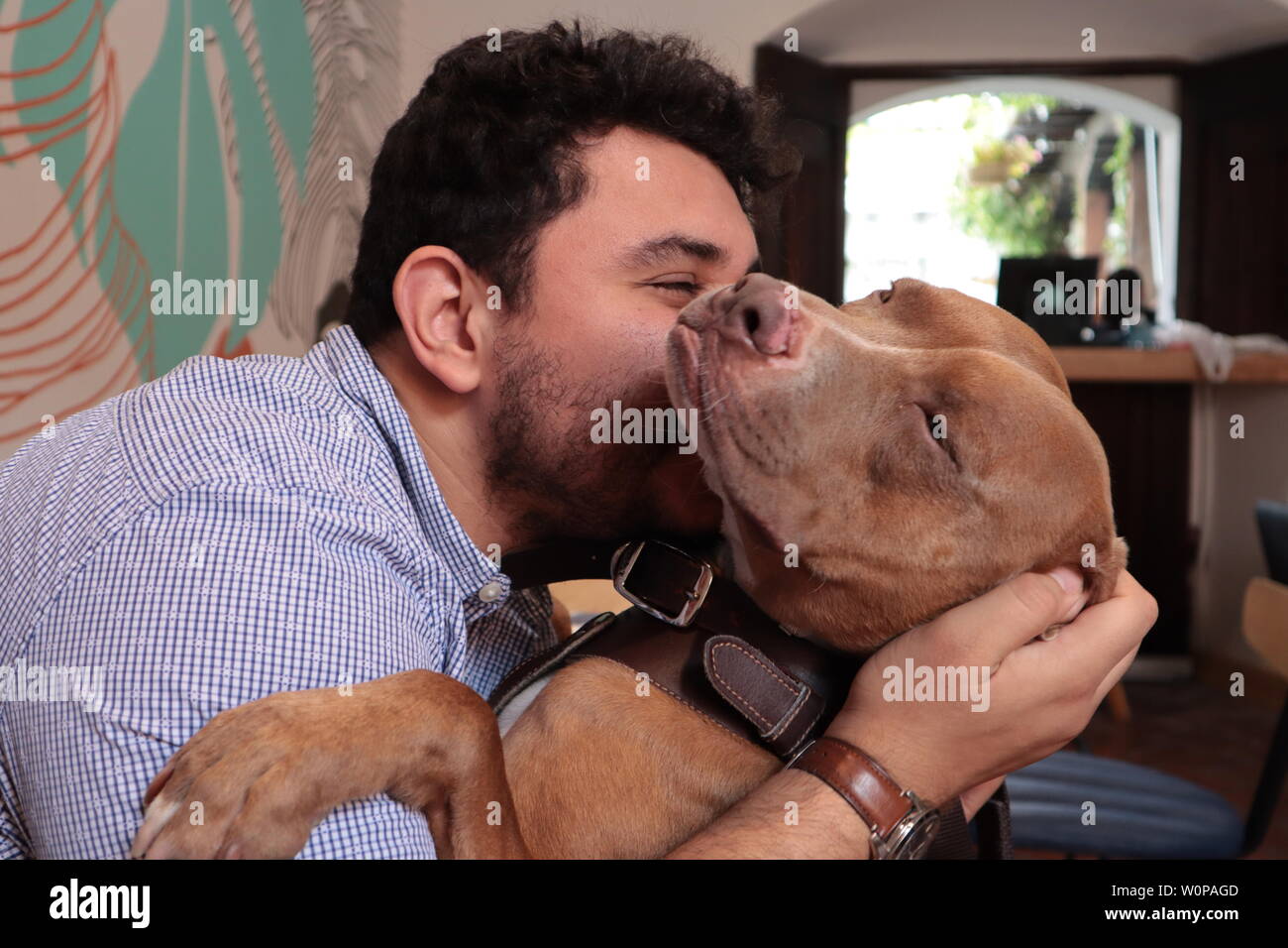 Dog Kiss Asakusa Sub Jp   Man Kissing A Pitbull Dog W0PAGD 