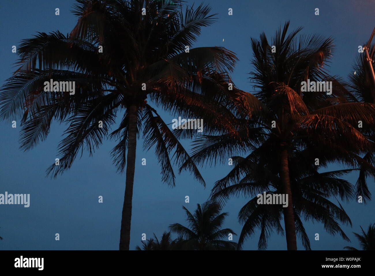 Palm trees at night Stock Photo