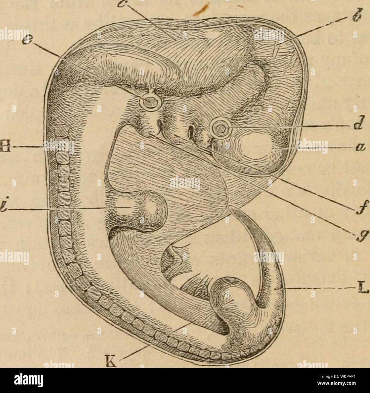 Archive image from page 31 of The descent of man, and Stock Photo