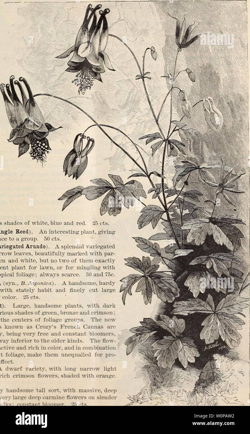 Archive image from page 32 of Descriptive catalogue of ornamental trees,. Descriptive catalogue of ornamental trees, plants, vines, fruits, etc. descriptivecatal1891will Year: 1891  Hbrbacbous bants. Bulbs, Btc.    AGAPANTHUS umbellatus i Blue African Lily ).) An admirable plant for culture iu pots or tubs: needs an abundance of water when gi'ow- ing: must be â â¢lu- tered secure from frost. 50 cts. AGAVE Americana (Century Plant). Green-leaved. 25 cts. to .L.O. A. A. variegata. Striped-leaved Century Plant. 50 cts. to $-2.50. AQXTILEGIA cana- densis (Colum- bine). Avery hardy native spe- cie Stock Photo