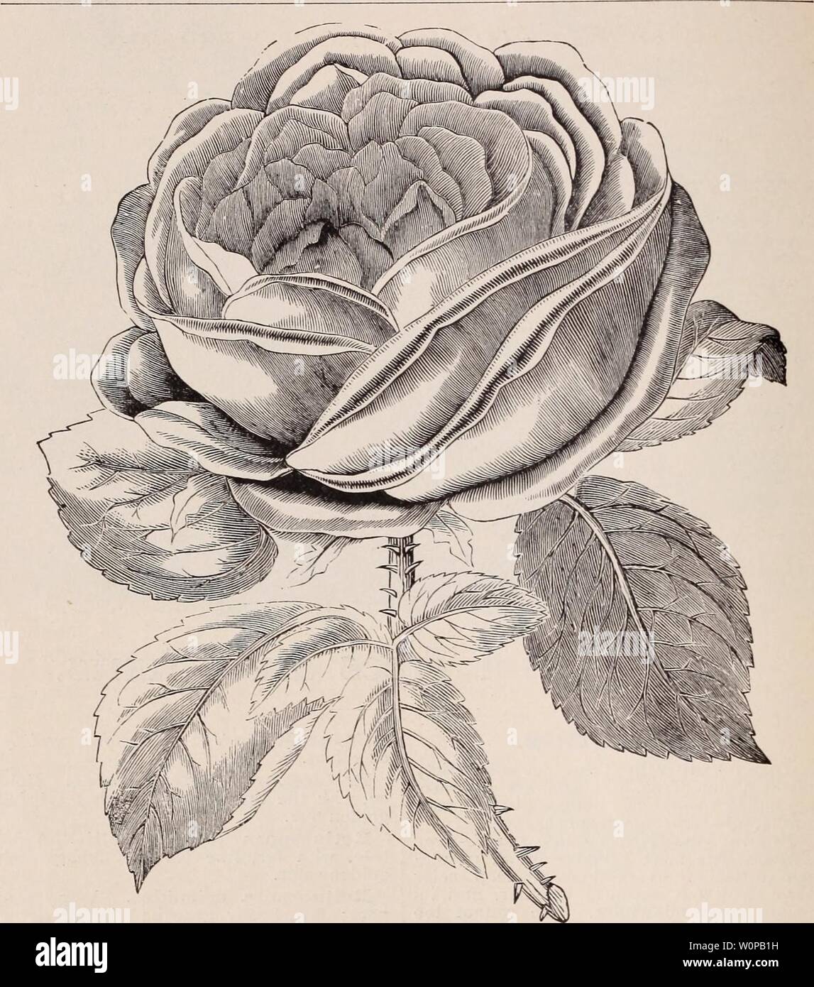 Archive image from page 33 of Descriptive catalogue of fruits and
