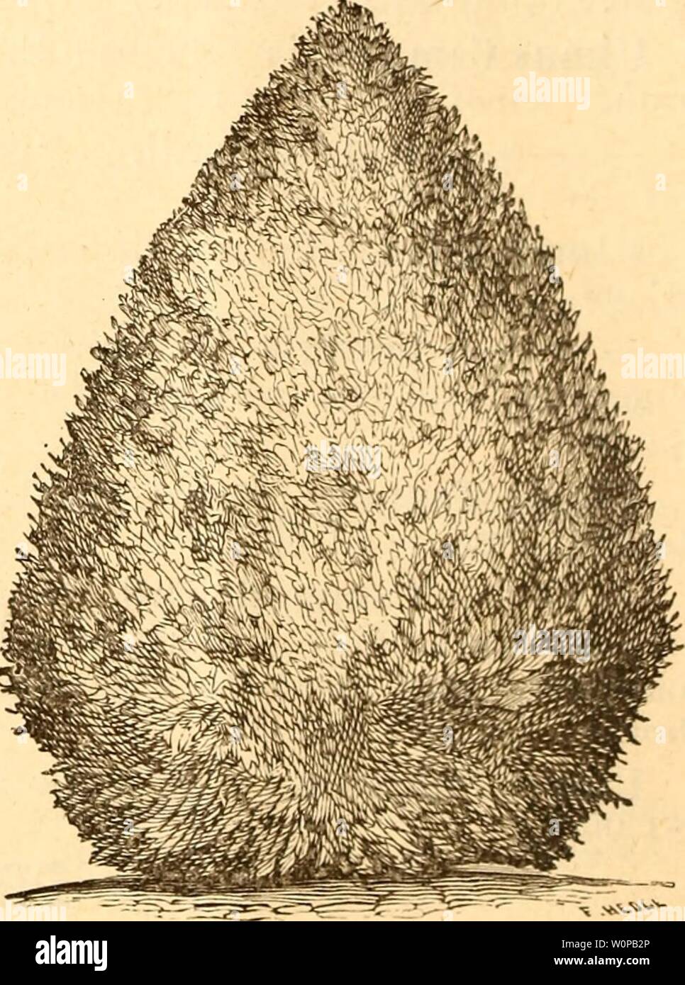 Archive image from page 33 of Descriptive catalogue of Reading Nursery. Descriptive catalogue of Reading Nursery : with descriptions of hardy ornamental deciduous and evergreen trees, shrubs, and trailing vines, herbaceous perennial plants (a specialty here) and large and small fruits descriptivecatal1886read Year: 1886  — glaiica [Blue Spruce]. A variety of the last, with foliage a handsome bluish or silvery grav color. A very charming tree; makes a beautiful contrast with WHITE SPRUCE. lar ge-growmg evergreens. 1 ft. 25c., 2 ft. 50c, Abies Canadensis {Tsuga Canadensis ; [Hemlock or Weeping S Stock Photo