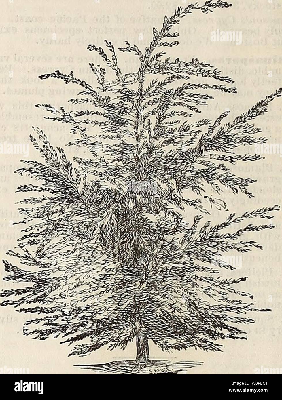 Archive image from page 35 of Descriptive catalogue of the Reading. Descriptive catalogue of the Reading Nursery descriptivecatal1877read Year: 1877  Dwarf irhite Spruce. Alba Glauca, or Dwarf 'White Spruce; see cut. This is so distinctly silvery in foliage that it cannot be parsed without attracting attention; as distinct as tlie famous Engelmanni Spruce. Habit, thick, up- right, compact. 3 feet, $1.00. Dwarf Hemlock. Among our rows of Hemlock are trees of very decided dwarf habit, of a ratlu r stiff outcurve of brandies, and quite thick, short branch- es ; very dark green. We value tliem as Stock Photo