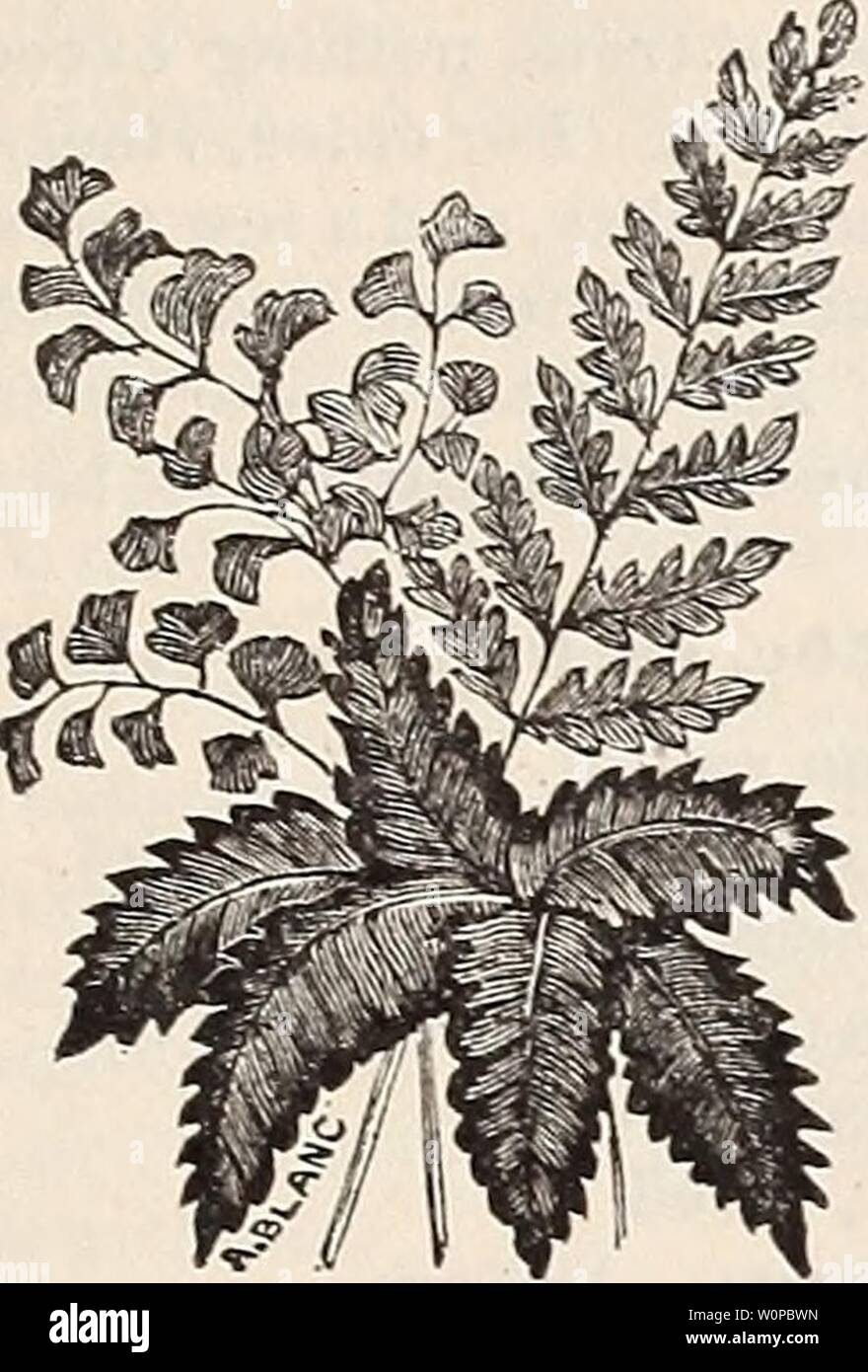 Archive image from page 38 of Descriptive catalogue of trees, shrubs,. Descriptive catalogue of trees, shrubs, vines and evergreens descriptivecatal1892thom Year: 1892  MEBHANS' NUIiSSRISS 33 Hardy Ferns. Price, 30 cents each ; $2.50 per 10. Evergreen sorts are marked (E). Adiantum pedatum, Maiden Hair Fern. Antigramma rhizophylla, Walking ' pinnatifida    Ferns. Asplenium ebeneum, Ebony Spieeuwort Filix-foemina. Thelypteroides, Silvery ' (E) (E) (E) Aspidium acrostichoides, Christmas Fern. (E) cristatum (E, ' marginal, Marginal ' (1., Noveboracense, New York ' ' spinulosLtm. Thelyptera, Lady Stock Photo