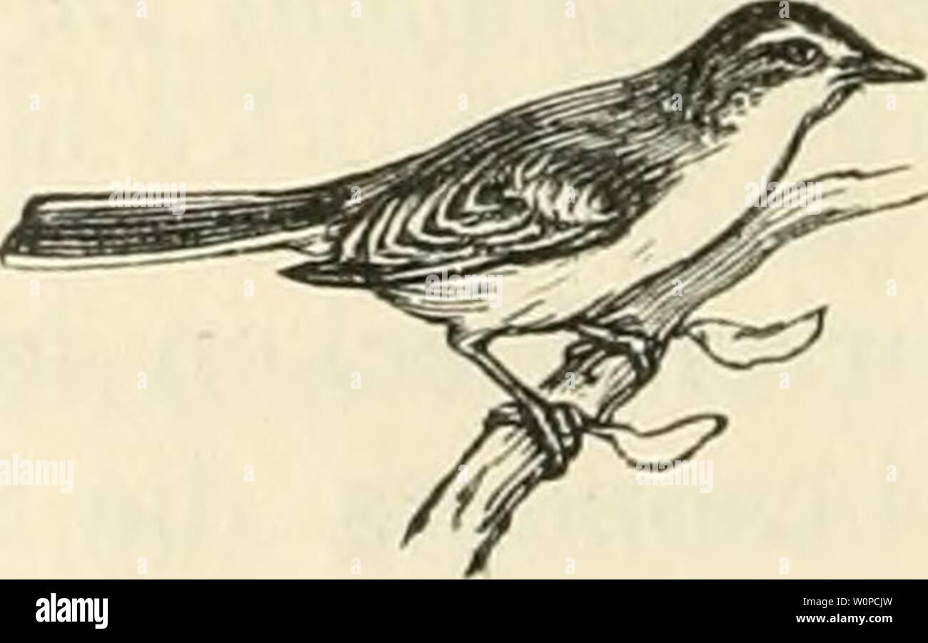 Archive image from page 43 of Der Ornithologische Beobachter (1902). Der Ornithologische Beobachter derornithologisc07alas Year: 1902  — 36 - sehen den kleinen Zehen. Das junge Mövchen wai' etwas kleiner als ein eben ausgeschlüpfes Hühnchen. Daneben sass ein zweites, noch ganz nass vom eben verlassenen Pi; die Knaben hatten es gerade ausschlüpfen sehen. Und im dritten Ei, da arbeitete es schon; man sah, das dritte der Kleinen wollte sich auch nicht mehr länger gefangen halten lassen, trotzdem das Wetter nass und unfreundlich war. Drei Tage später besuchte ich den Platz wieder. Ich fand das Nes Stock Photo