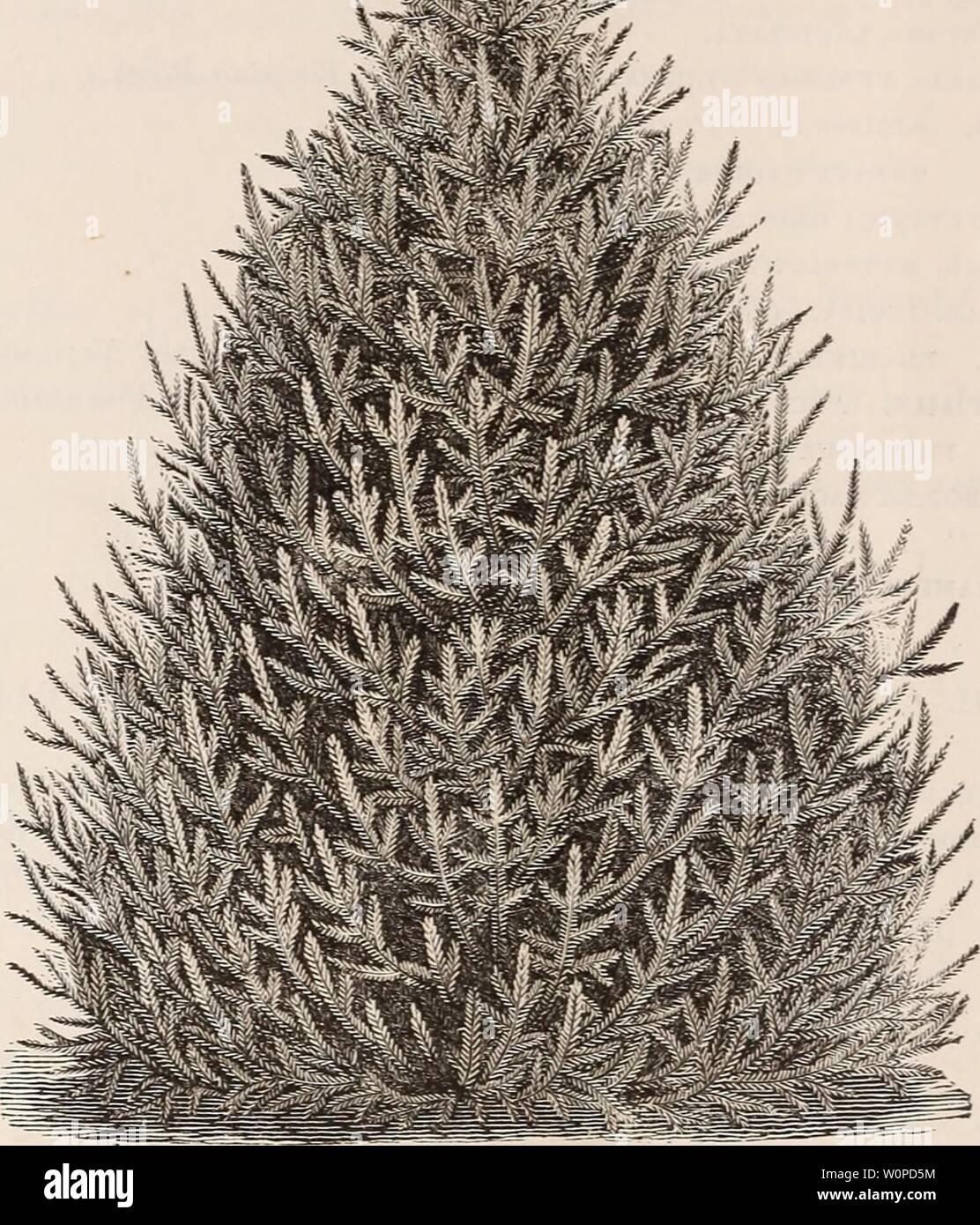 Archive image from page 45 of Descriptive catalogue of ornamental trees,. Descriptive catalogue of ornamental trees, shrubs, roses, flowering plants, &c descriptivecatal1875ellw Year: 1875  ABIES ALBA. ('White Spruce.) CLASS IV.—CONIFER/E. (Evergreens.) Price.—60 cts. each [except otherwise noted,] for trees of the usual size. Extra sized specimens charged for in proportion. Those preceded by a  are not quite hardy in this section. Thowpreceded by a + are eitJier new or rare, and only to he had of small sizes. ABIES, (including Picea and Tsuga,; Spruce, Fie and Hemlocks. Section 1. Abies. Spru Stock Photo