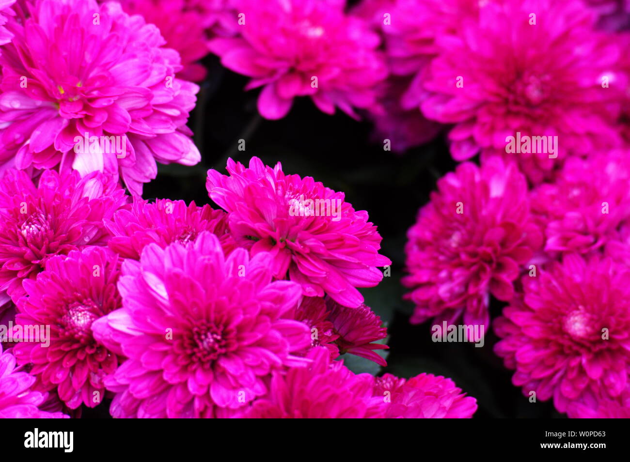 Dutch chrysanthemum hi-res stock photography and images - Alamy