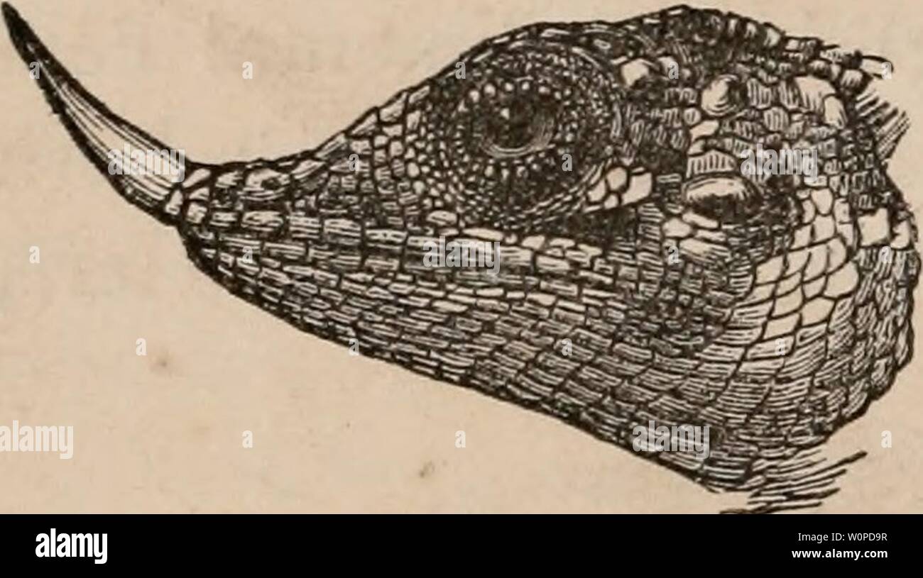Archive image from page 45 of The descent of man, and Stock Photo