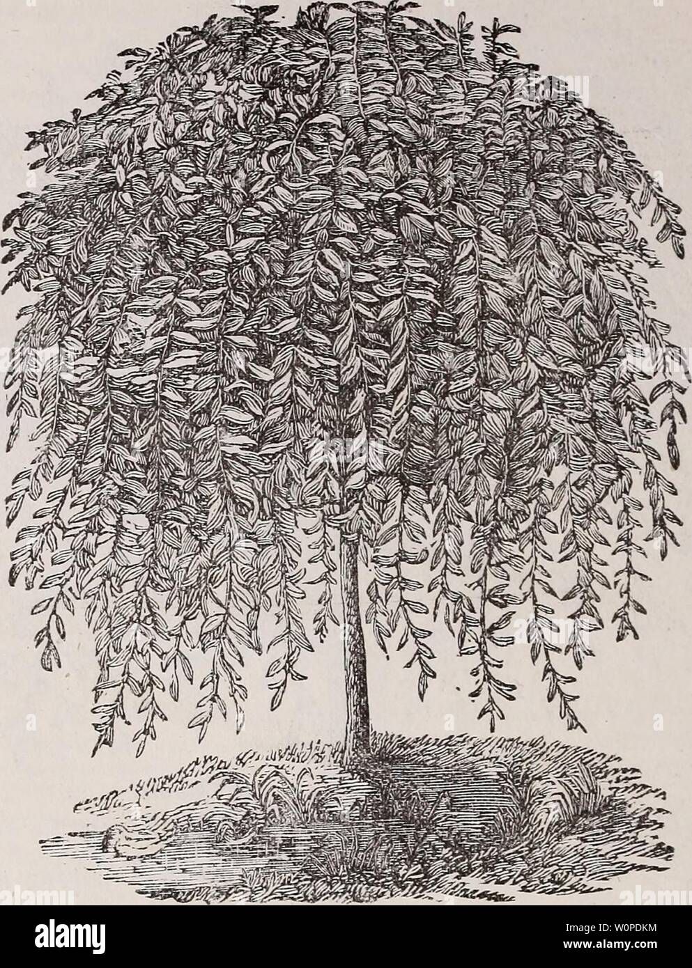 Archive image from page 47 of Descriptive catalogue of fruit and. Descriptive catalogue of fruit and ornamental trees, evergreens, grape vines, shrubs, bulbs, &c., descriptivecatal1881stor Year: 1881  45    KILMARNOCK WEEPING WILLOW. {Description next page. DECIDUOUS WEEPING TREES. Ash—(iraxinus.) EUROPEAN WEEPING, (excelsior pendula.)—A vigorous rapid grower, with stout branches, &xy conspicuous ; requires a large space. GOLDEN BARKED WEEPING, (aurea pendula.)—A beautiful variety; bark of a golden hue in winter. Mountain Ash—(Pyrus Sorbus.) WEEPING, (aucuparia pendula.)—A beautiful tree, wit Stock Photo